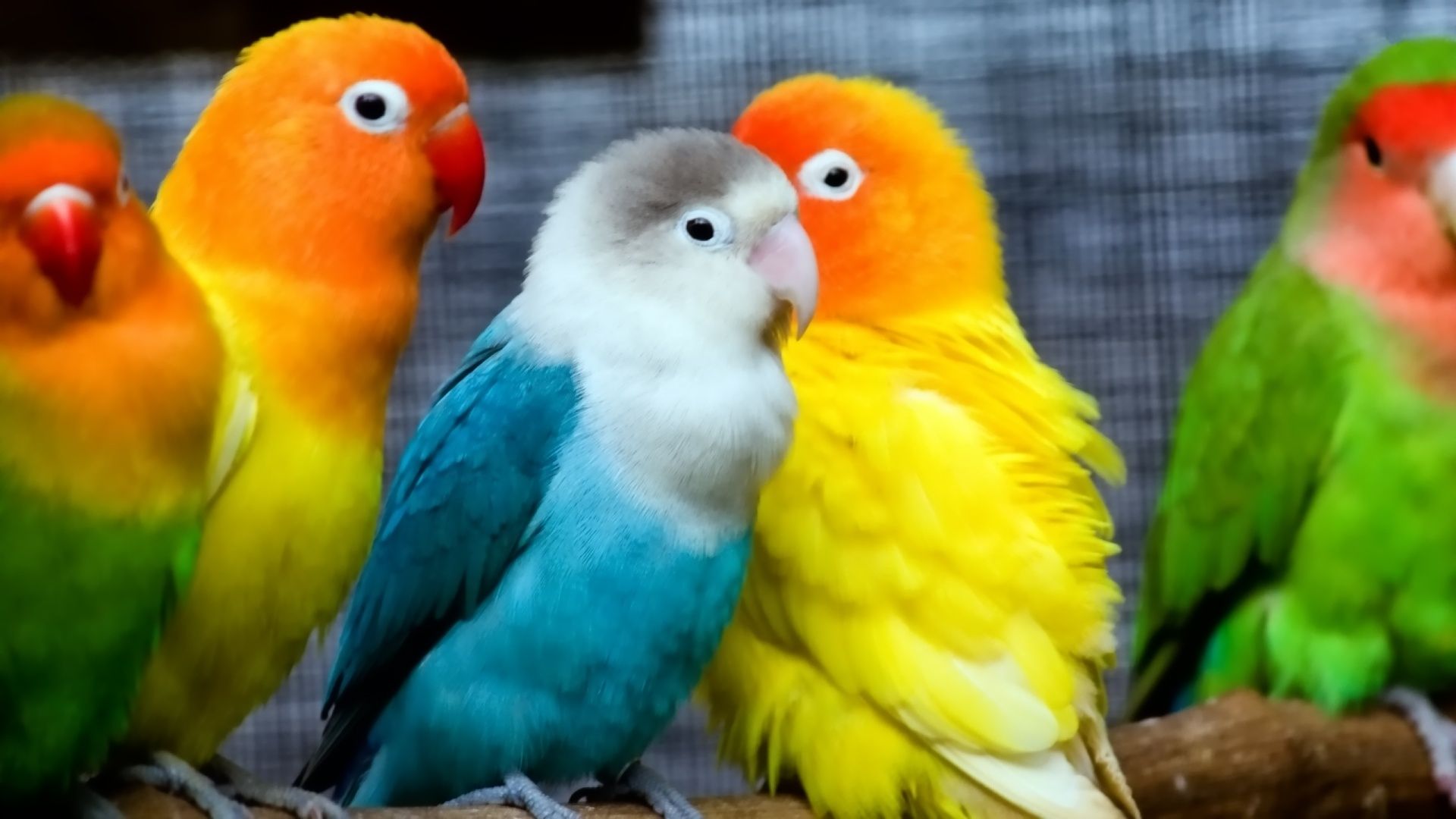 Pappagalli inseparabili colorati, 1920x1080 1080p, Desktop