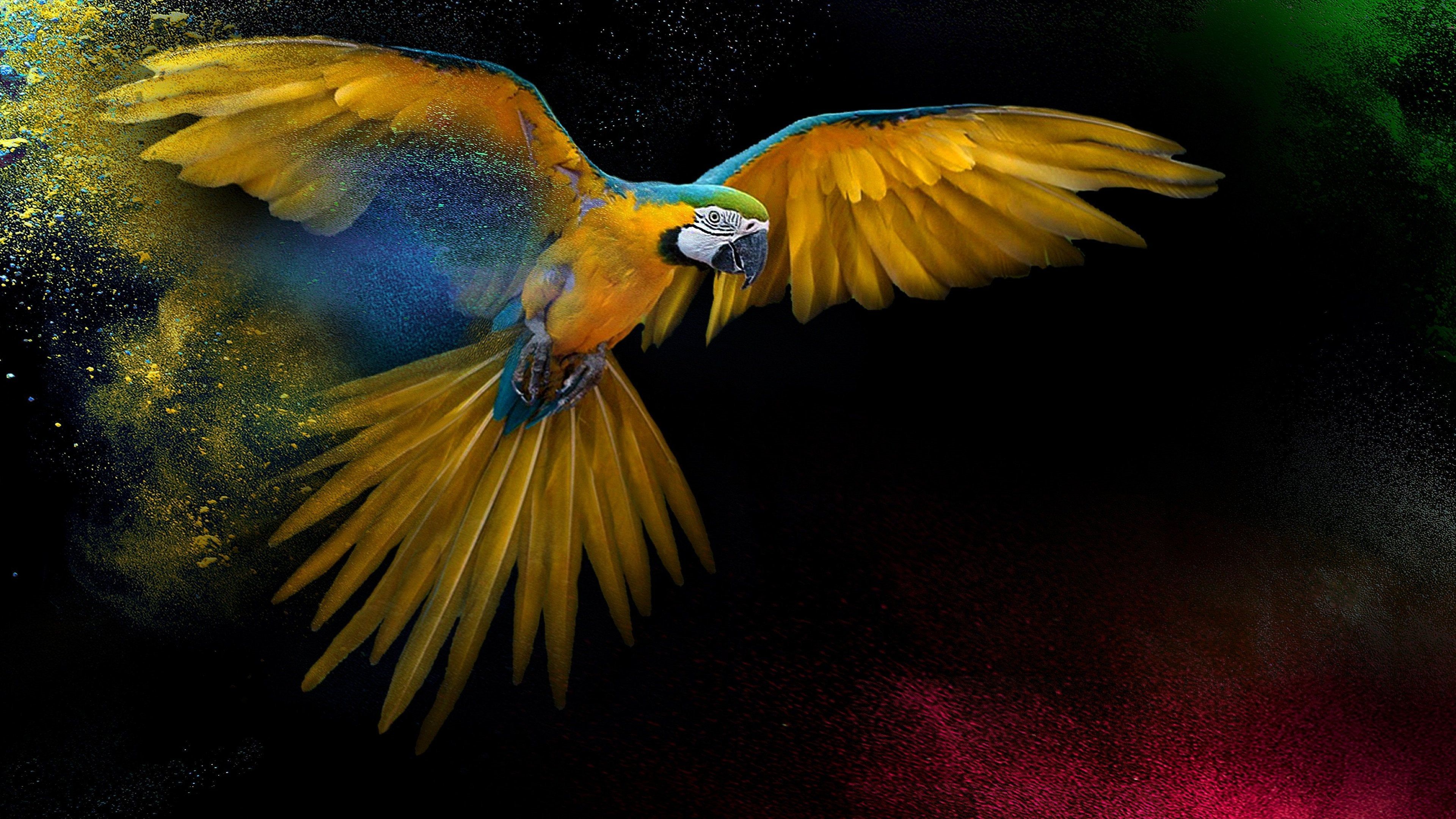 Pappagallo ara giallo blu, 3840x2160 Ultra HD, Monitor 4K