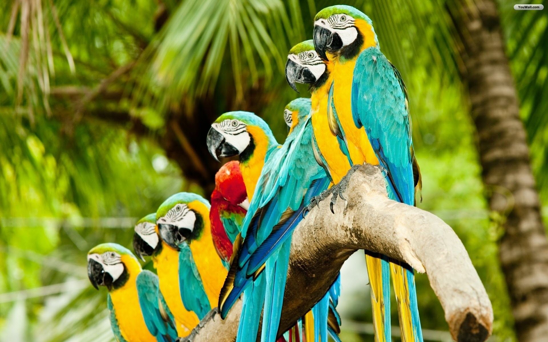 Gruppo pappagalli ara colorati, 1920x1200 Full HD+, PC