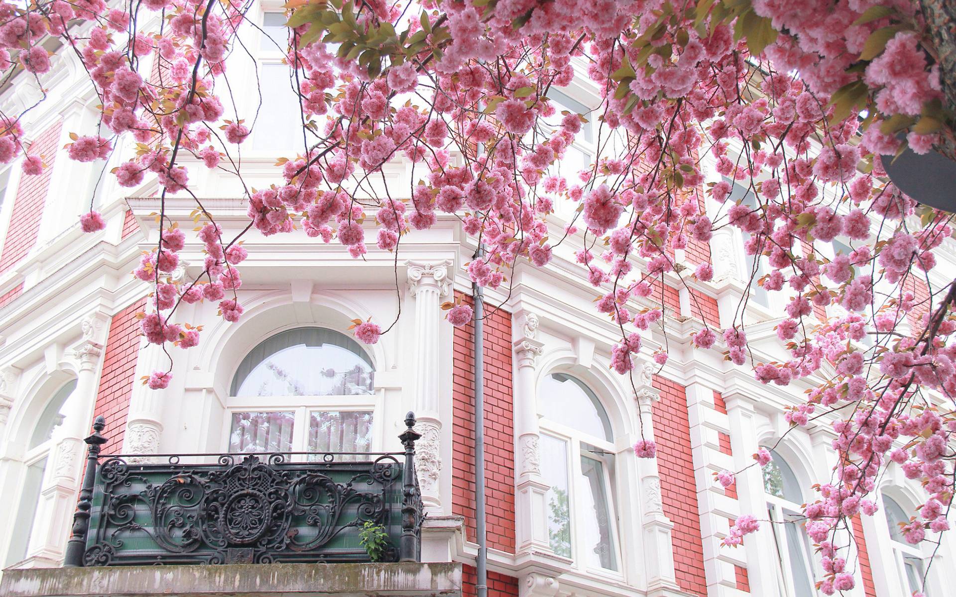 Balcone parigino con fiori rosa, 1920x1200 WUXGA, PC Desktop