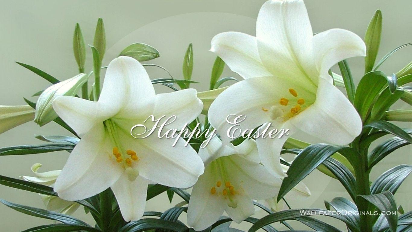Gigli bianchi di Pasqua, 1366x768 720p, Laptop