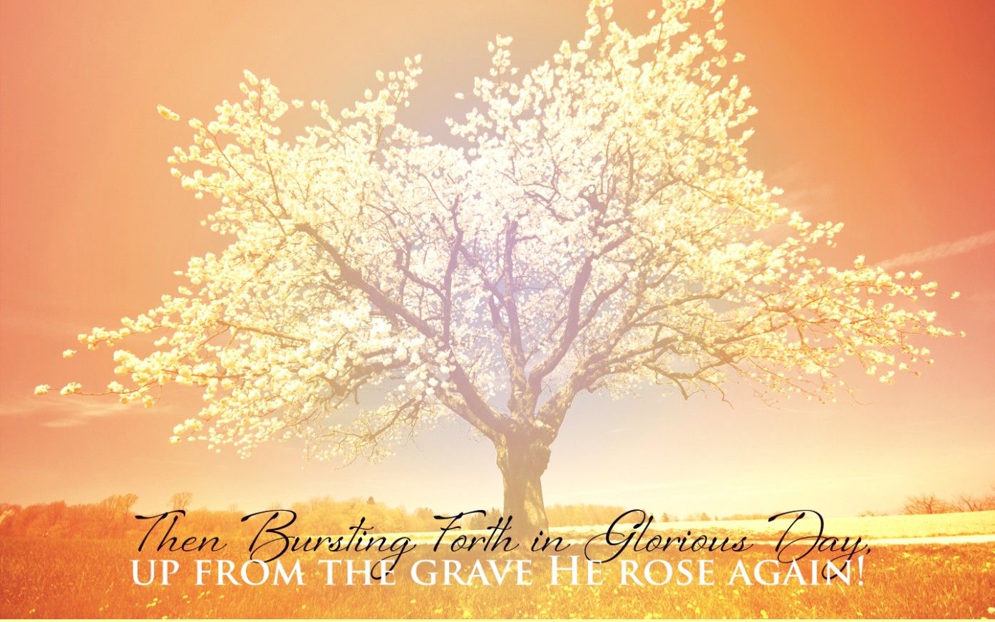 Albero fiorito Pasqua religioso, 1396x873 720p, Laptop
