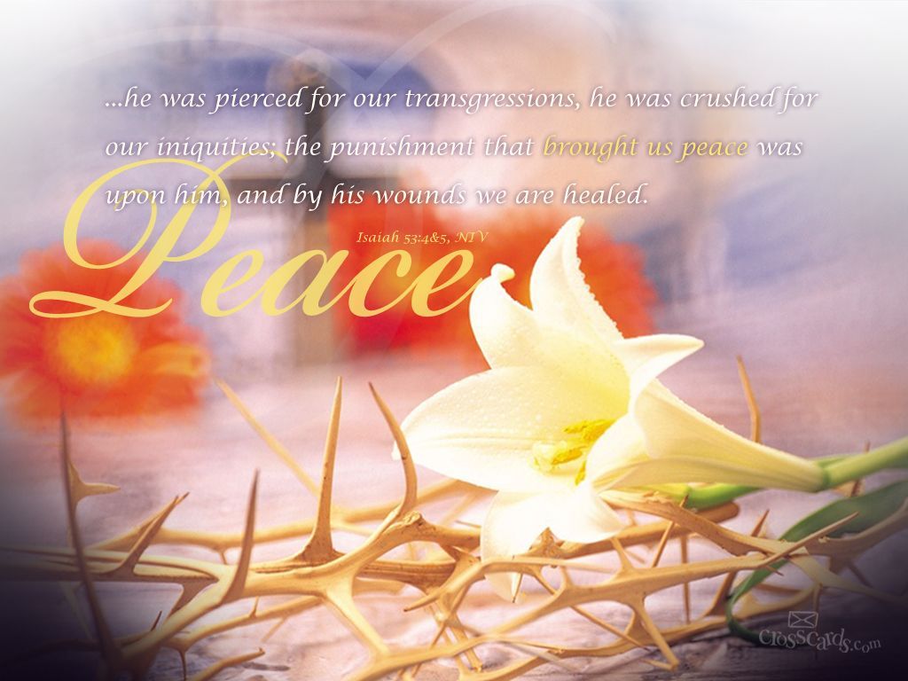 Giglio bianco con corona di spine, 1024x768 HD, PC Desktop