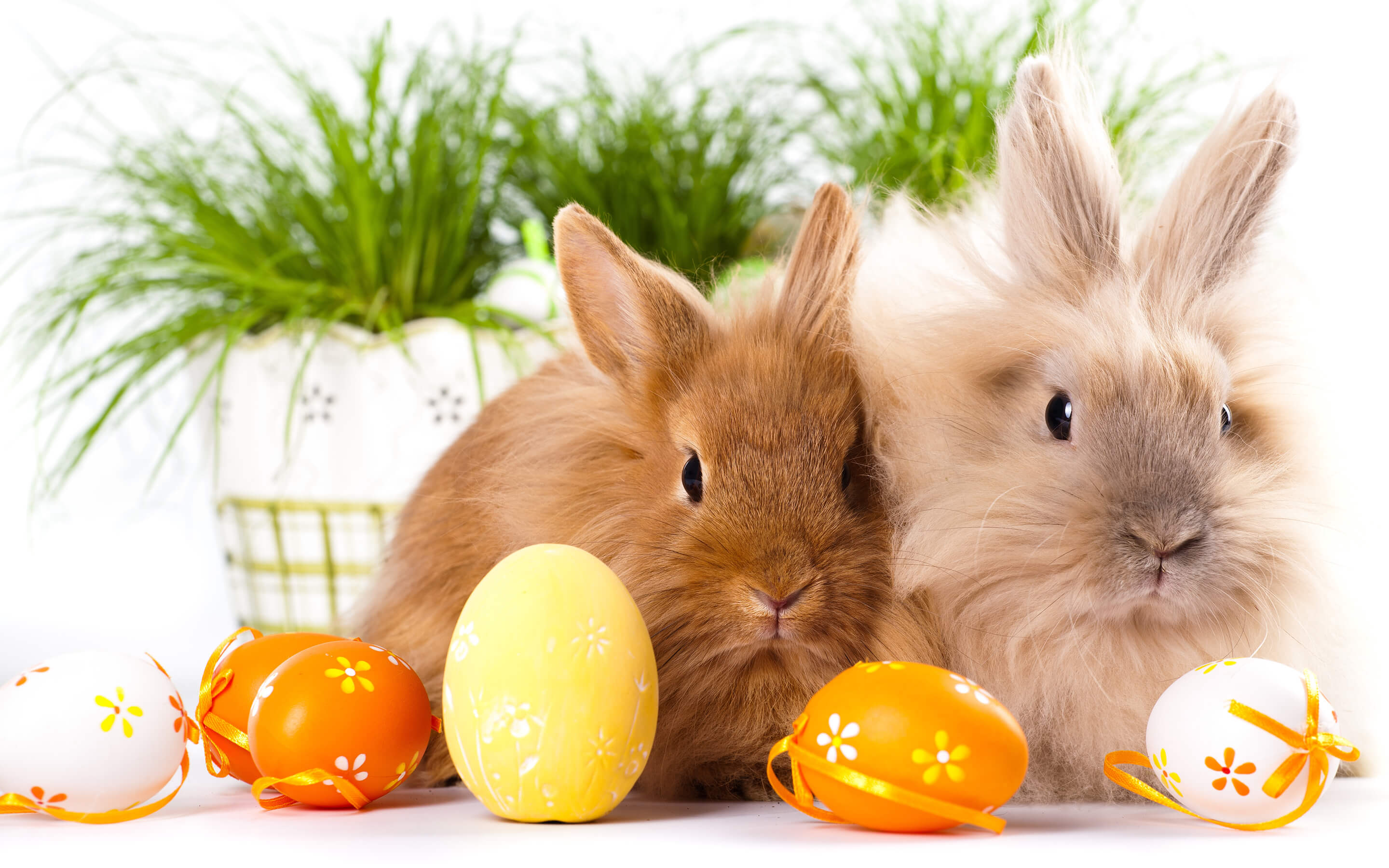 Conigli di Pasqua con uova colorate, 2880x1800 2K+, MacBook Pro