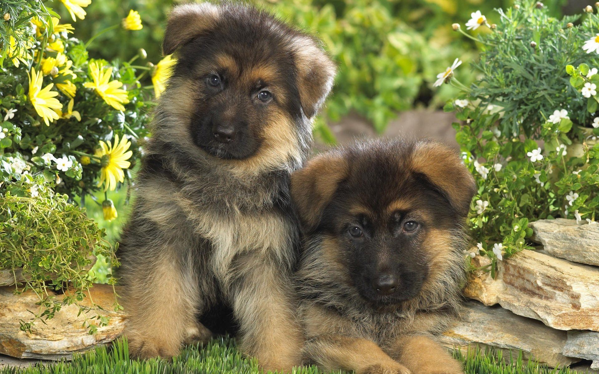 Cuccioli Pastore Tedesco tra fiori, 1920x1200 Full HD+ WUXGA, Desktop