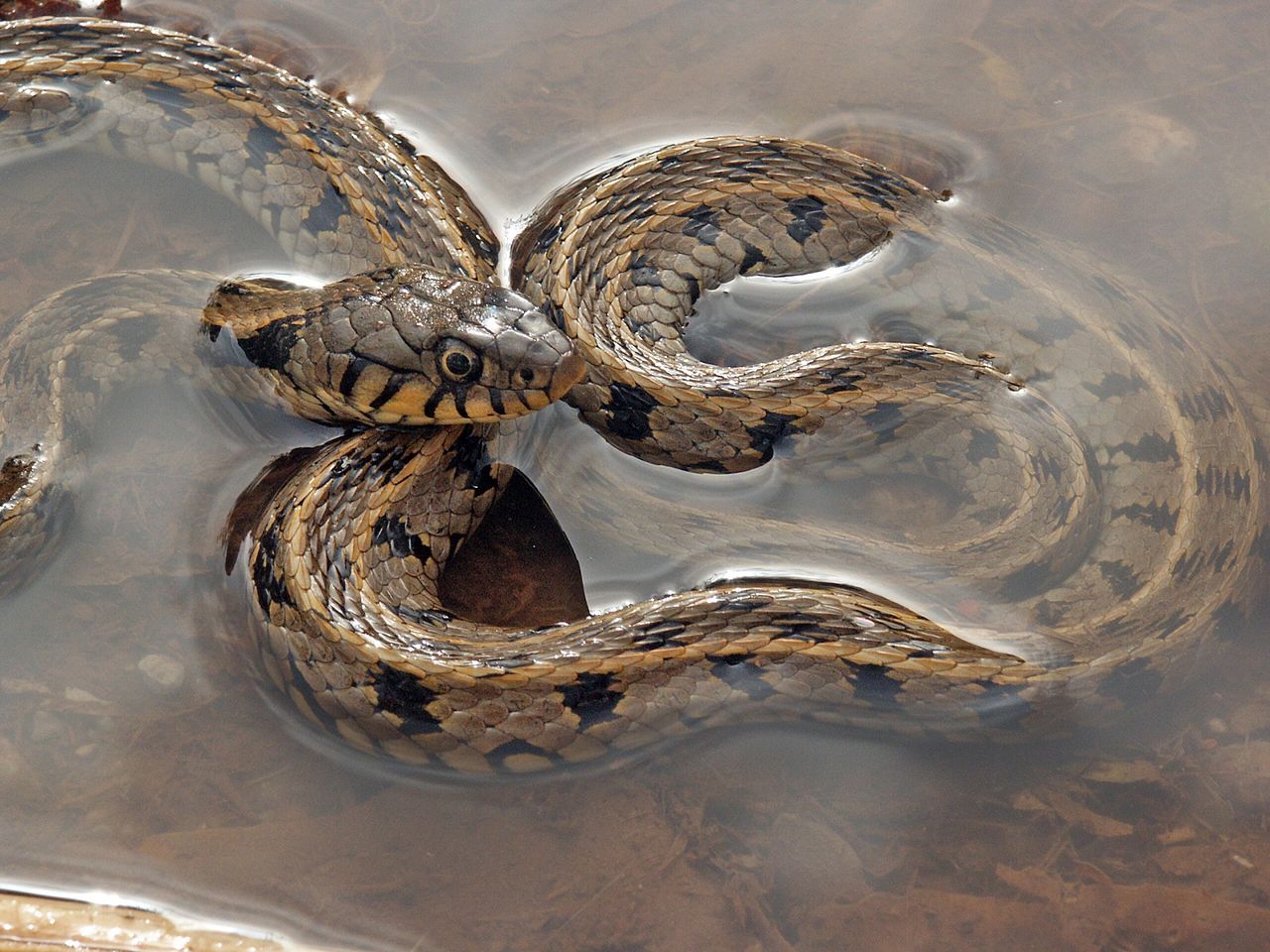 Vipera spinosa verde, 1600x968 900p, HP Laptop