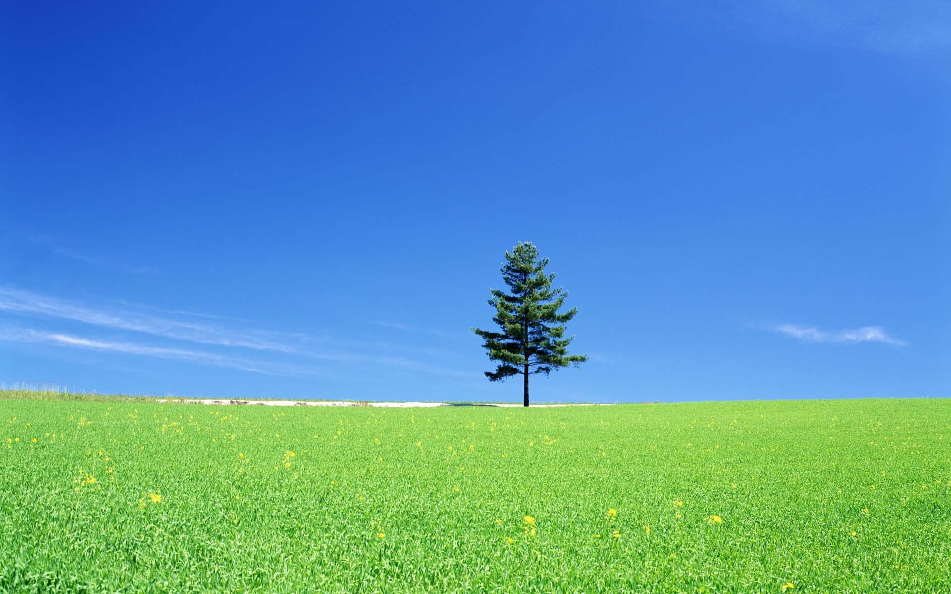 Albero solitario in prato verde, sfondi per PC, 1920x1200 Full HD+ WUXGA, Monitor Gaming