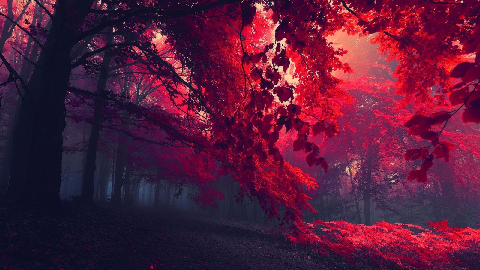 Foresta rossa autunnale nebbiosa, sfondi per PC, 1600x900 HD Ready, Monitor Gaming
