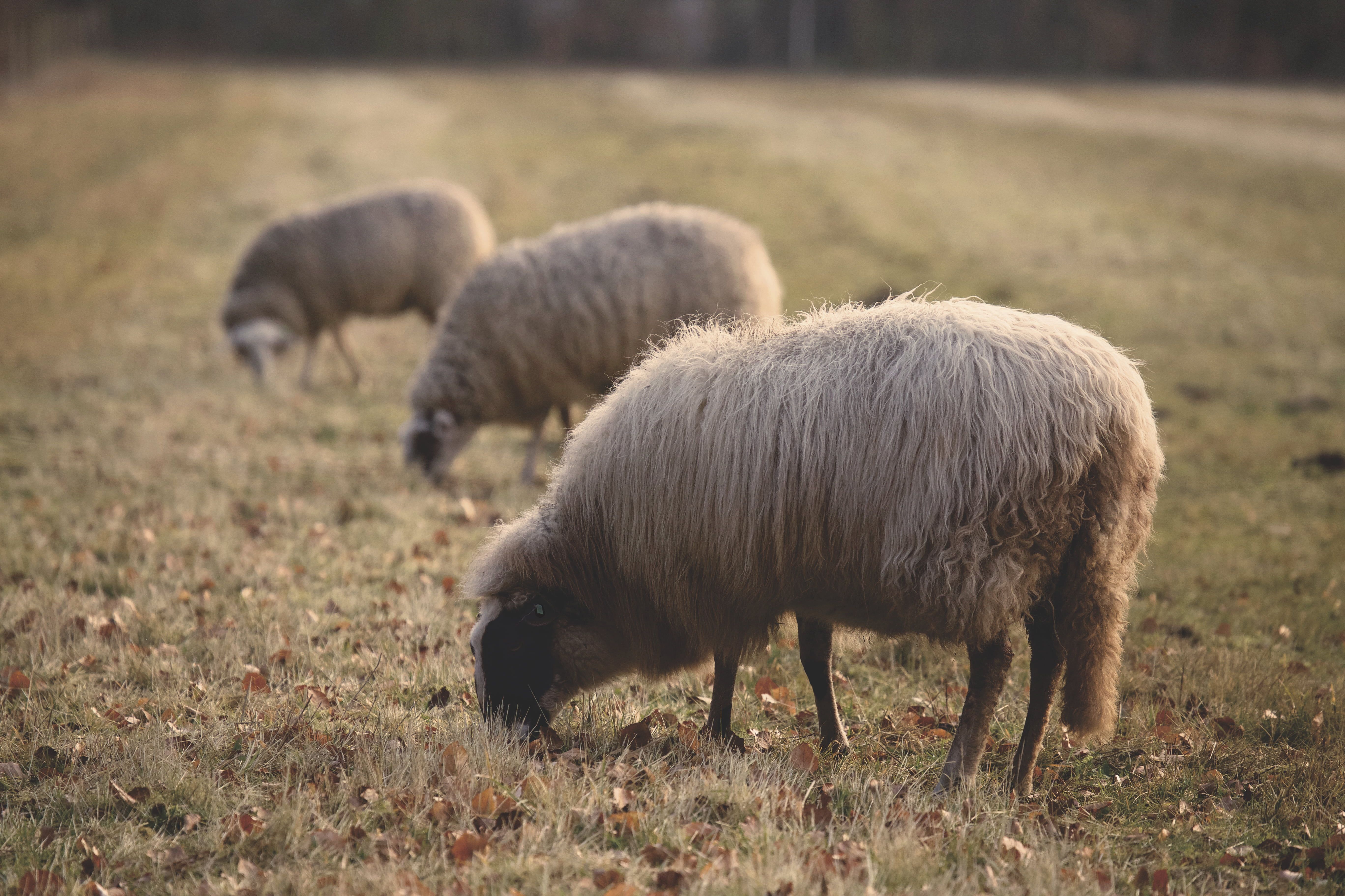 Pecore bianche al pascolo, 5472x3648 4K, Desktop 4K
