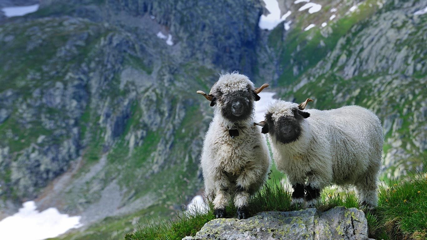 Pecore Valais Blacknose in montagna, 1366x768 HD, Desktop