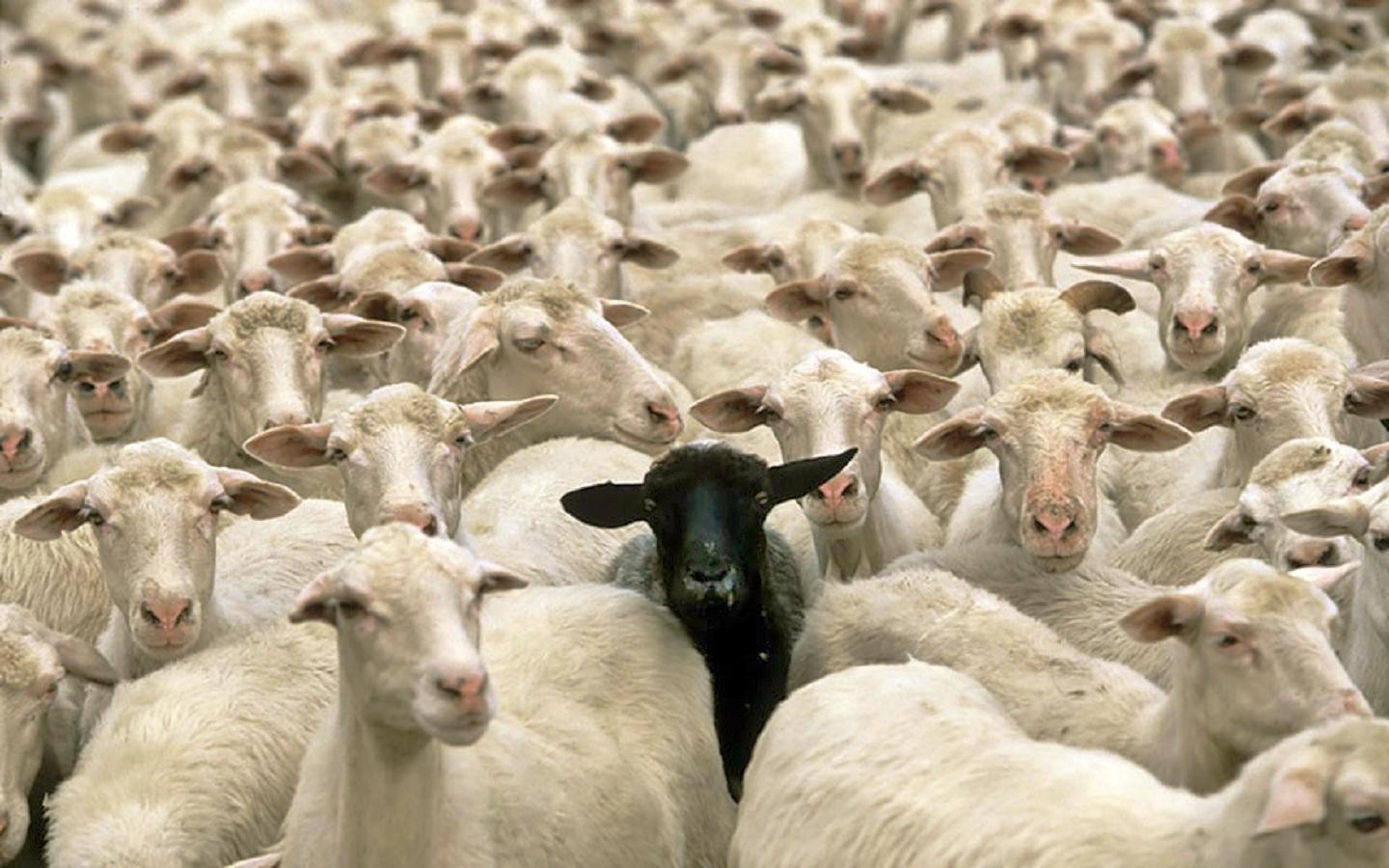 Pecora nera tra bianche, 1440x900 HD, Desktop