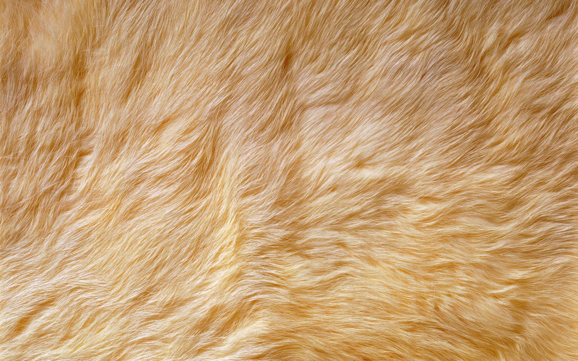 Texture pelliccia animale beige, 1920x1200 Full HD+ WUXGA, Desktop