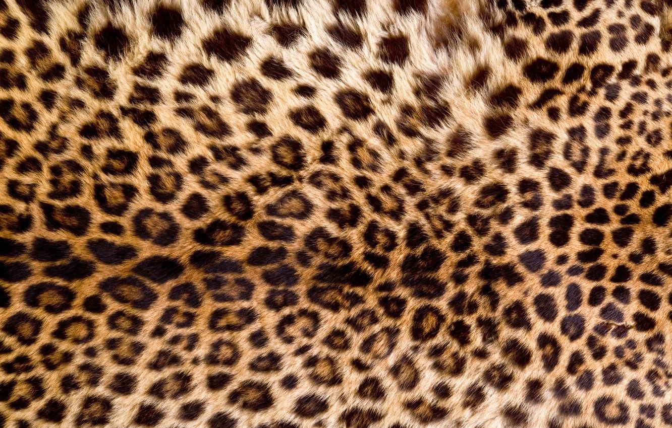 Pelliccia leopardo texture, 1332x850 HD, HP Laptop