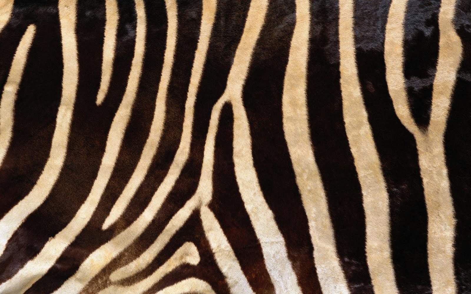 Pelliccia con strisce di zebra, 1600x1000 900p, PC