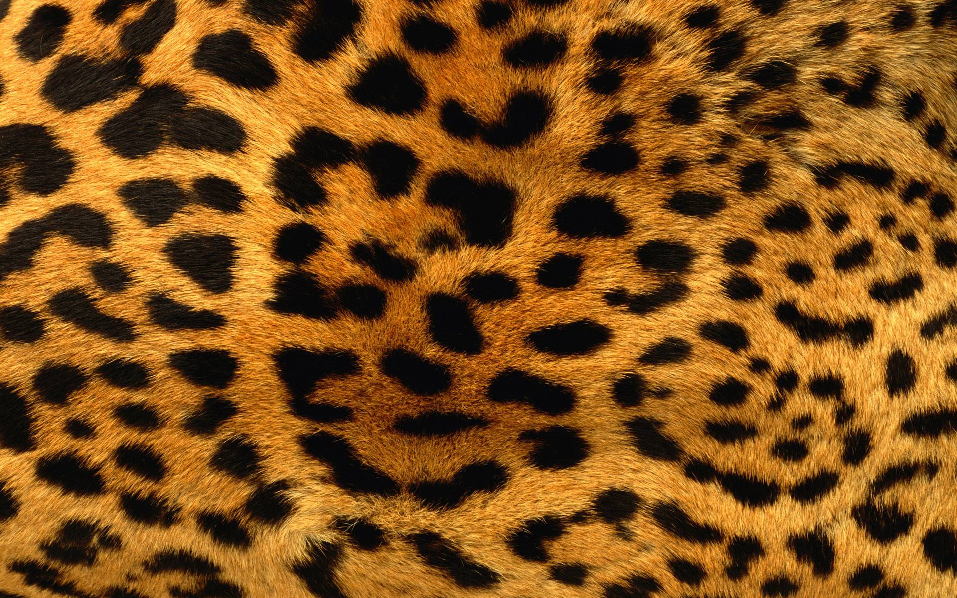 Stampa leopardata grigio scuro, 736x1104 Full HD Verticale, iPhone