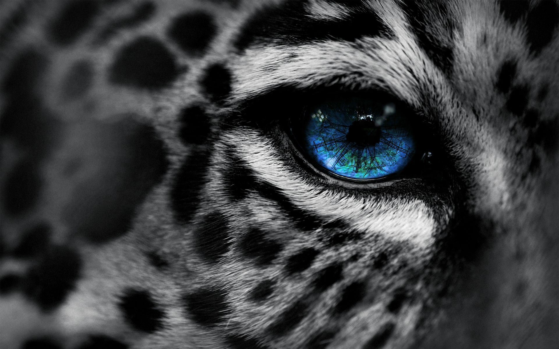 Occhio blu leopardo bianco nero, 1920x1200 Full HD+ WUXGA, iMac