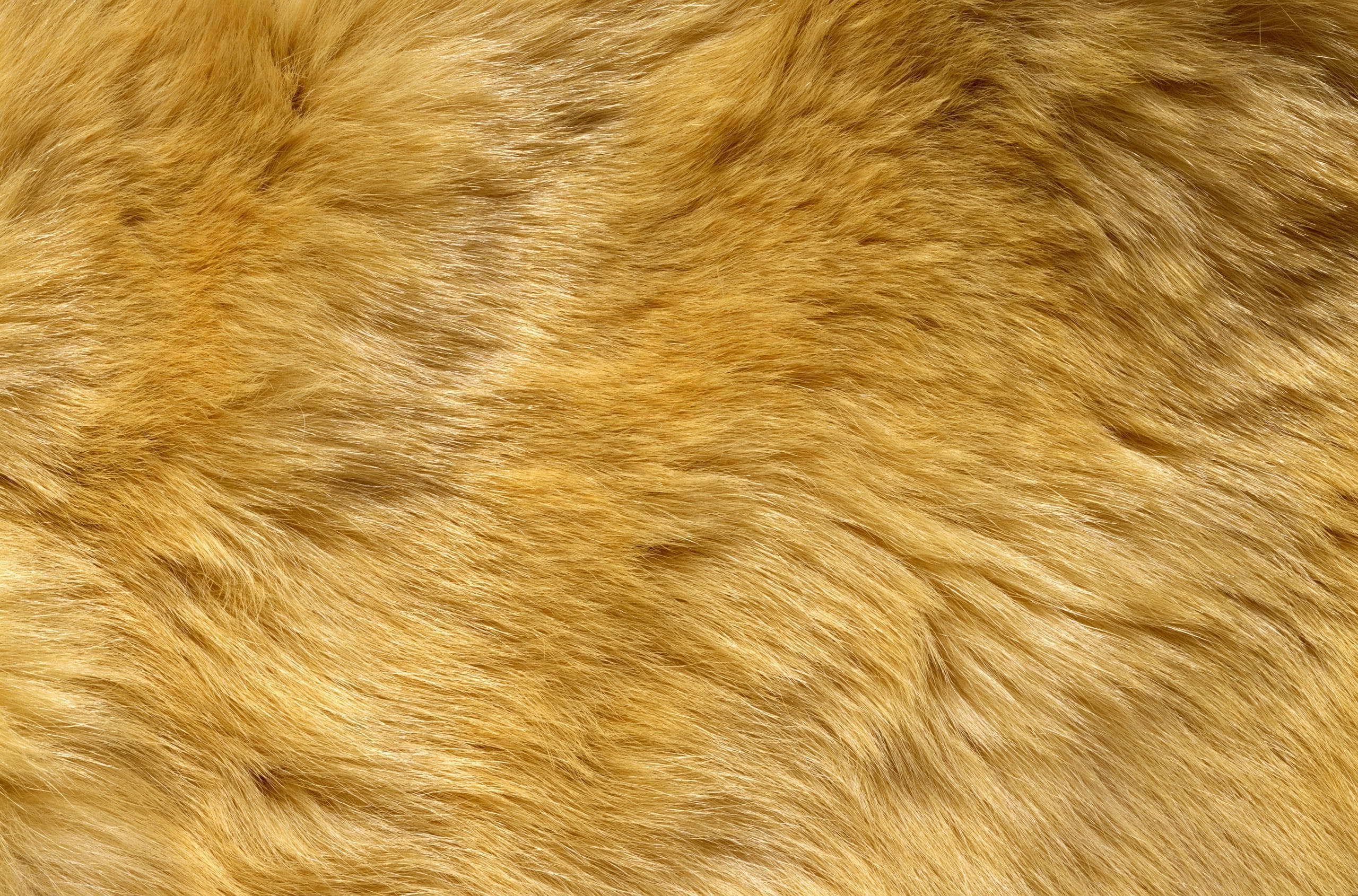 Texture pelliccia animale dorata, 2560x1690 WQXGA, PC