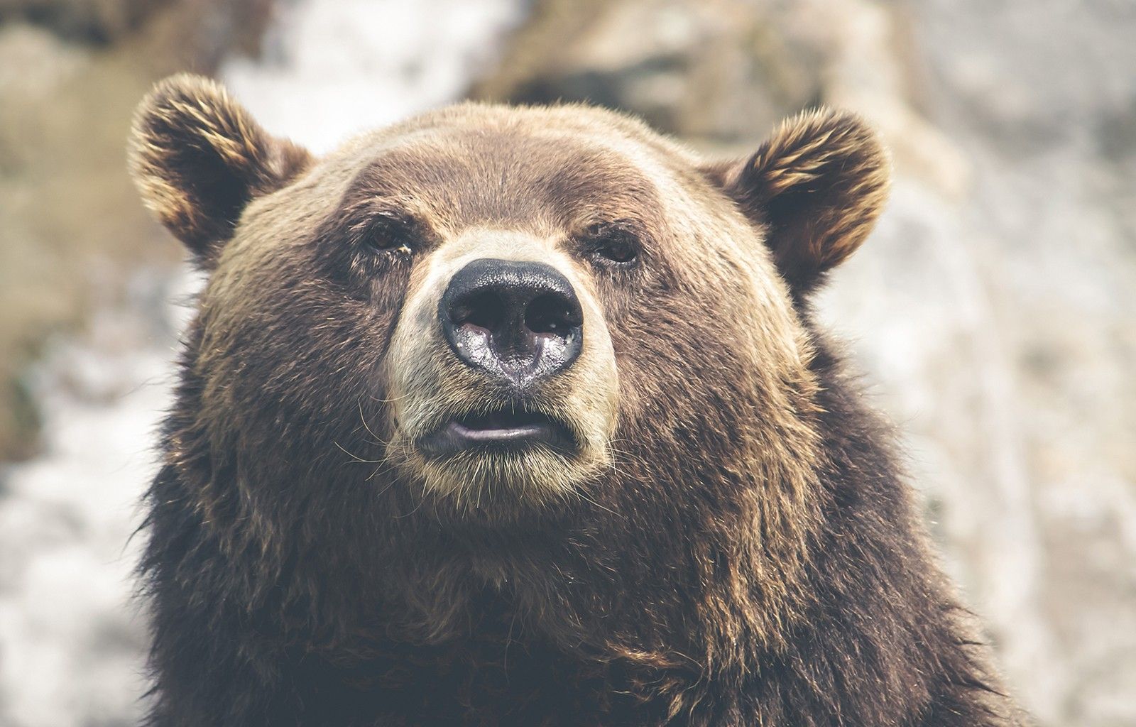 Orso grizzly primo piano, 1600x1024 HD, Desktop