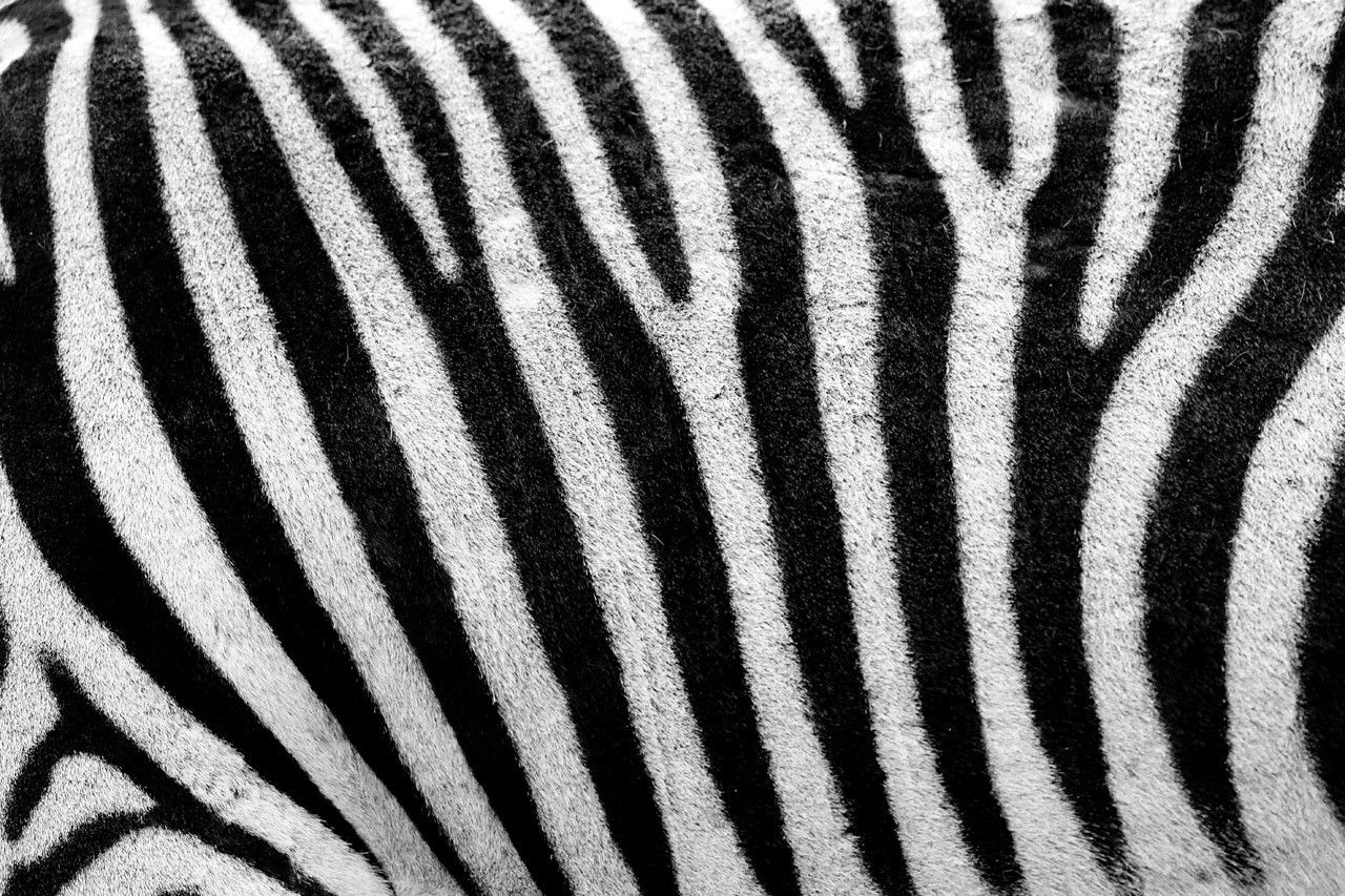 Pelliccia zebra bianco e nero, 1280x853 720p, PC