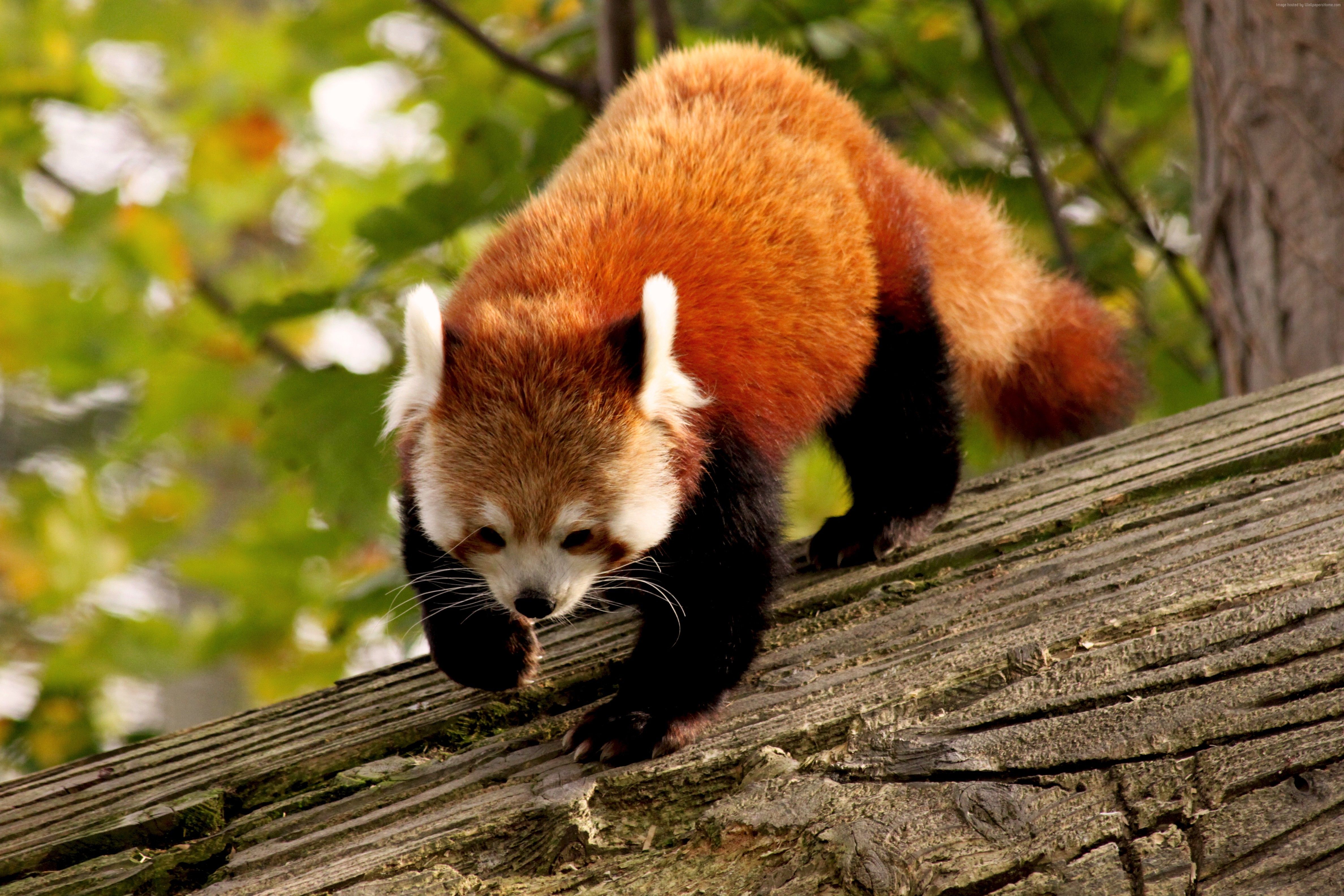 Panda rosso su tronco, 4752x3168 4K Ultra HD, Monitor 4K