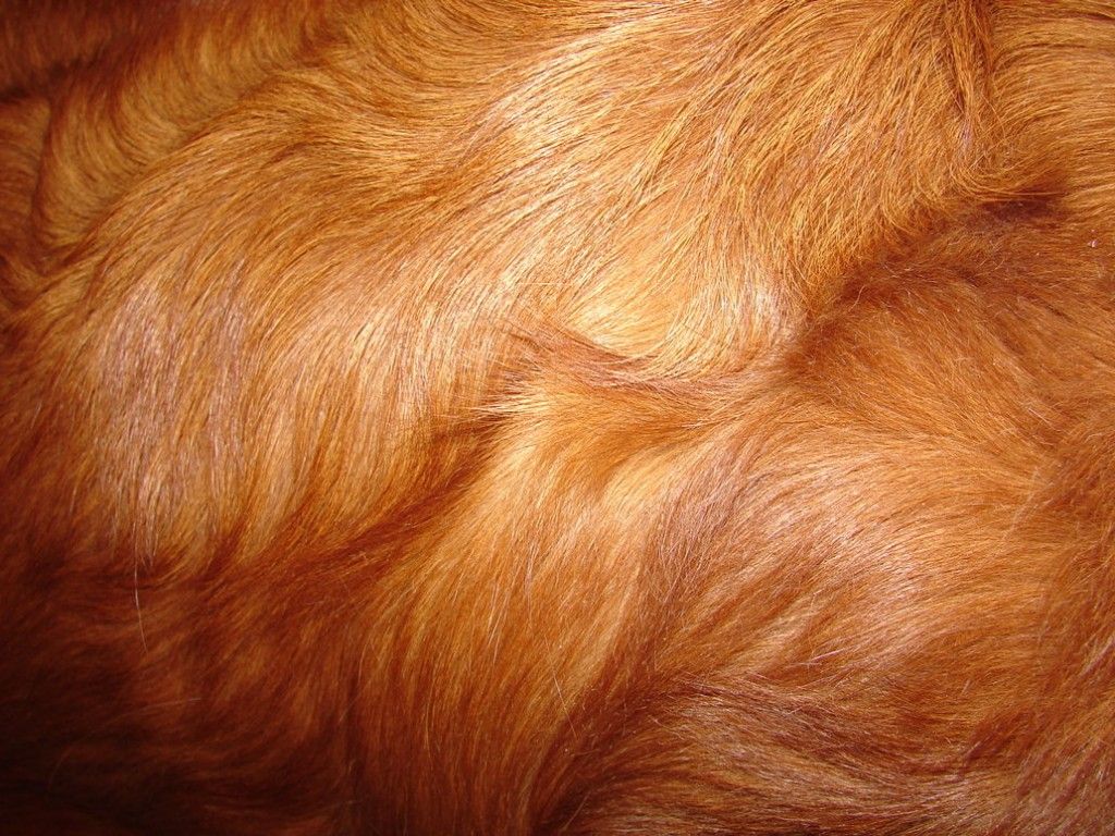 Pelliccia animale marrone dorata, 1024x768 HD, Laptop