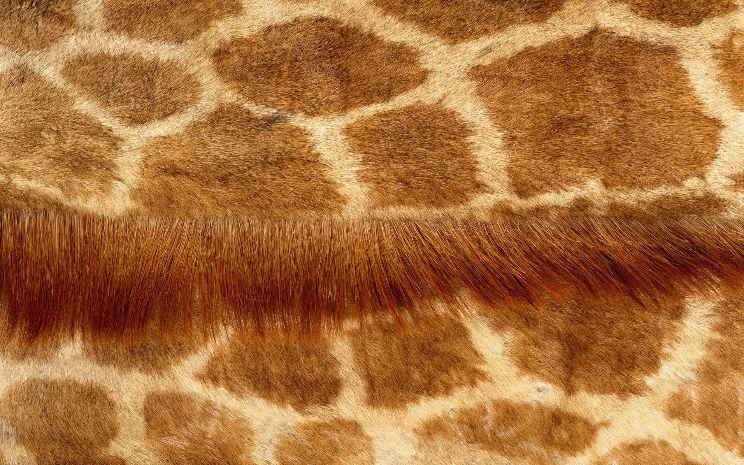 Pelle di giraffa con criniera, 2880x1800 WQXGA, MacBook Pro