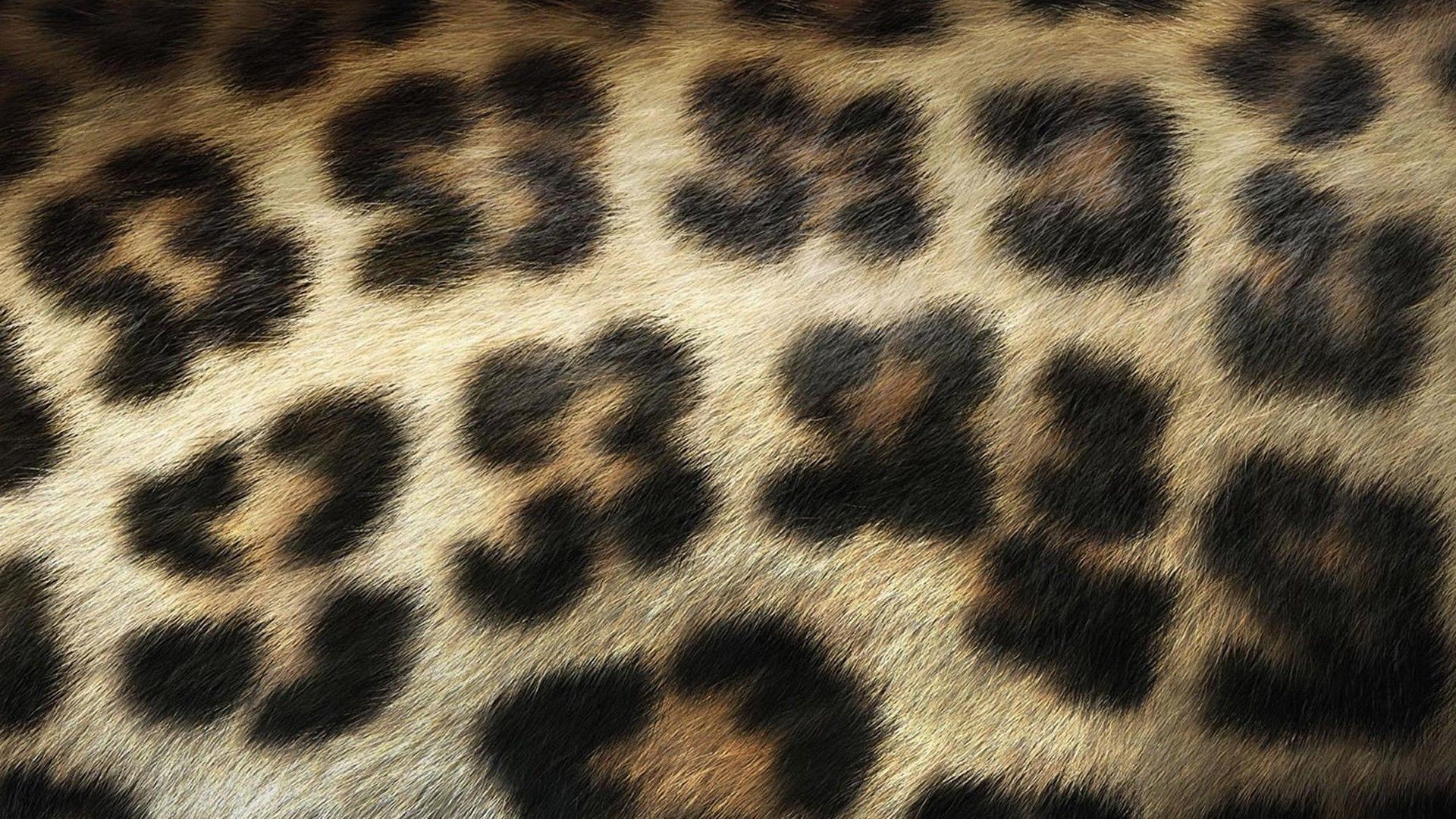 Pelliccia di leopardo maculata, 1920x1080 1080p, Desktop