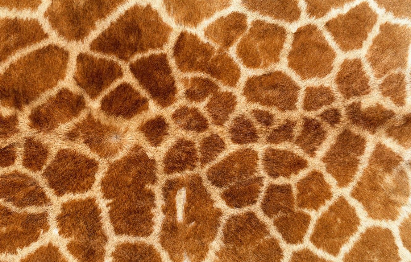 Texture pelliccia giraffa marrone, 1332x850 720p, PC