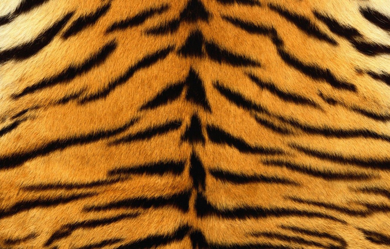 Pelliccia di tigre, texture arancione, 1332x850 HD, Desktop