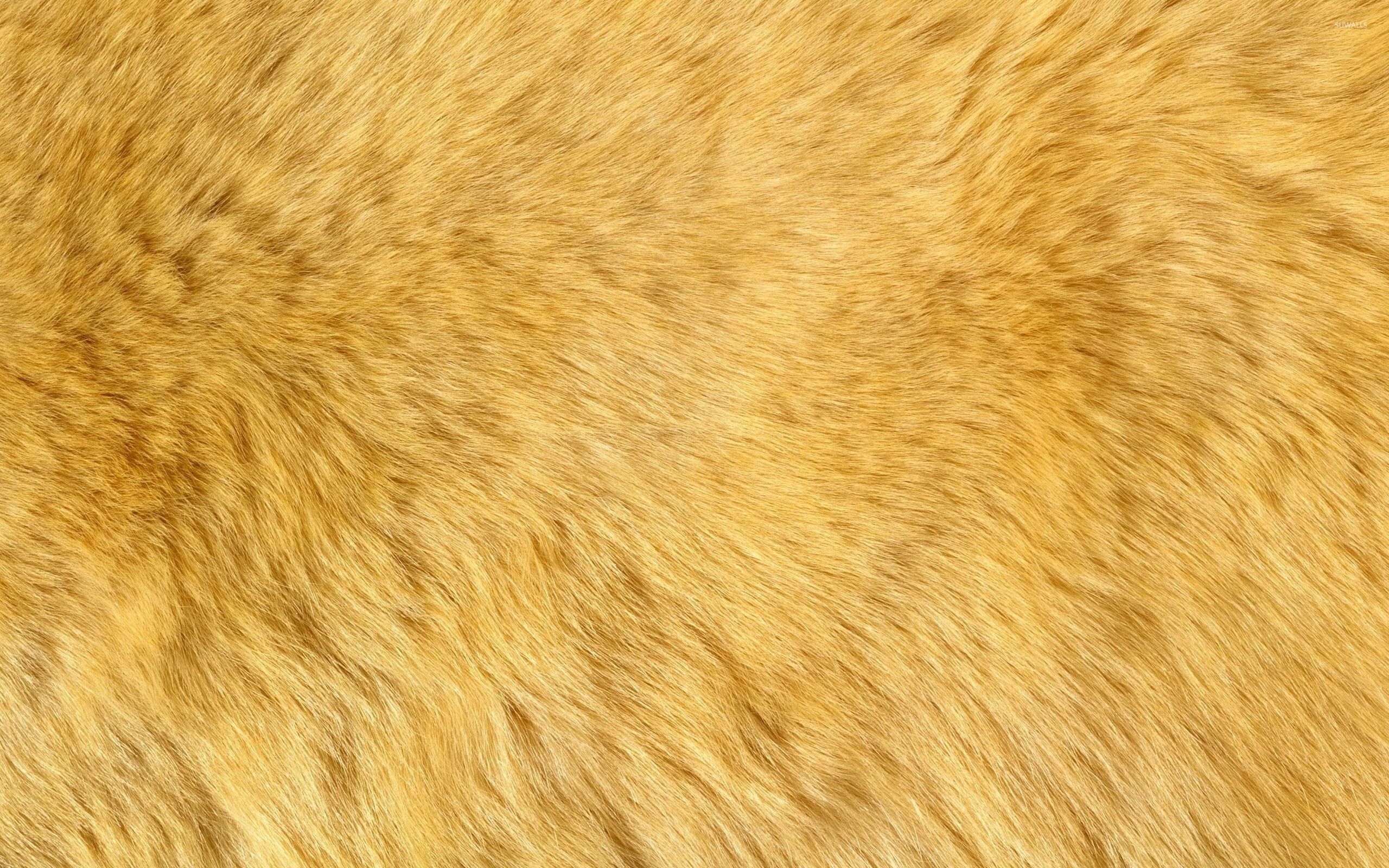 Pelliccia animale color arancio, 2560x1600 WQXGA, Desktop