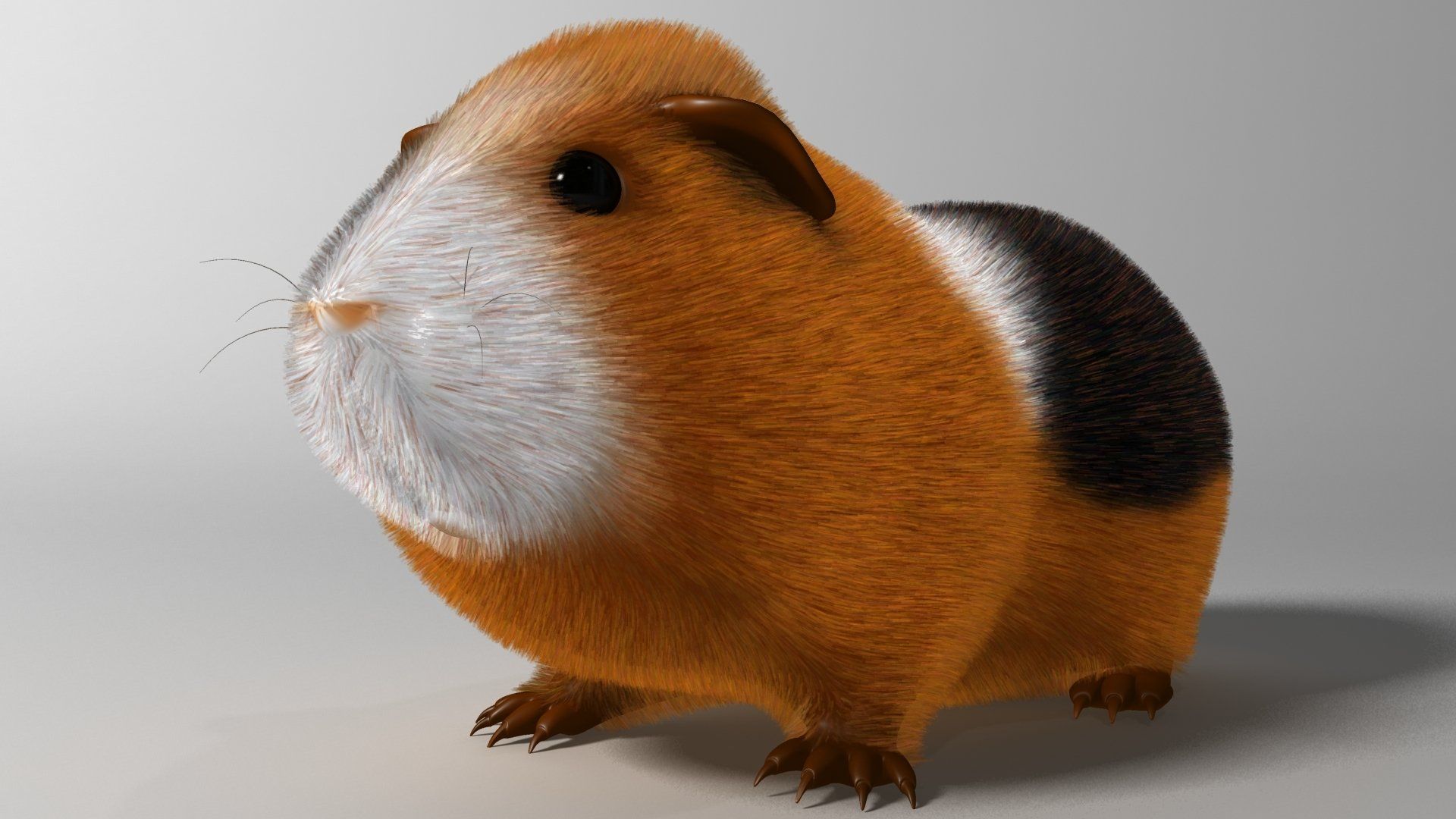Porcellino d'India render 3D, 1920x1080 1080p, PC