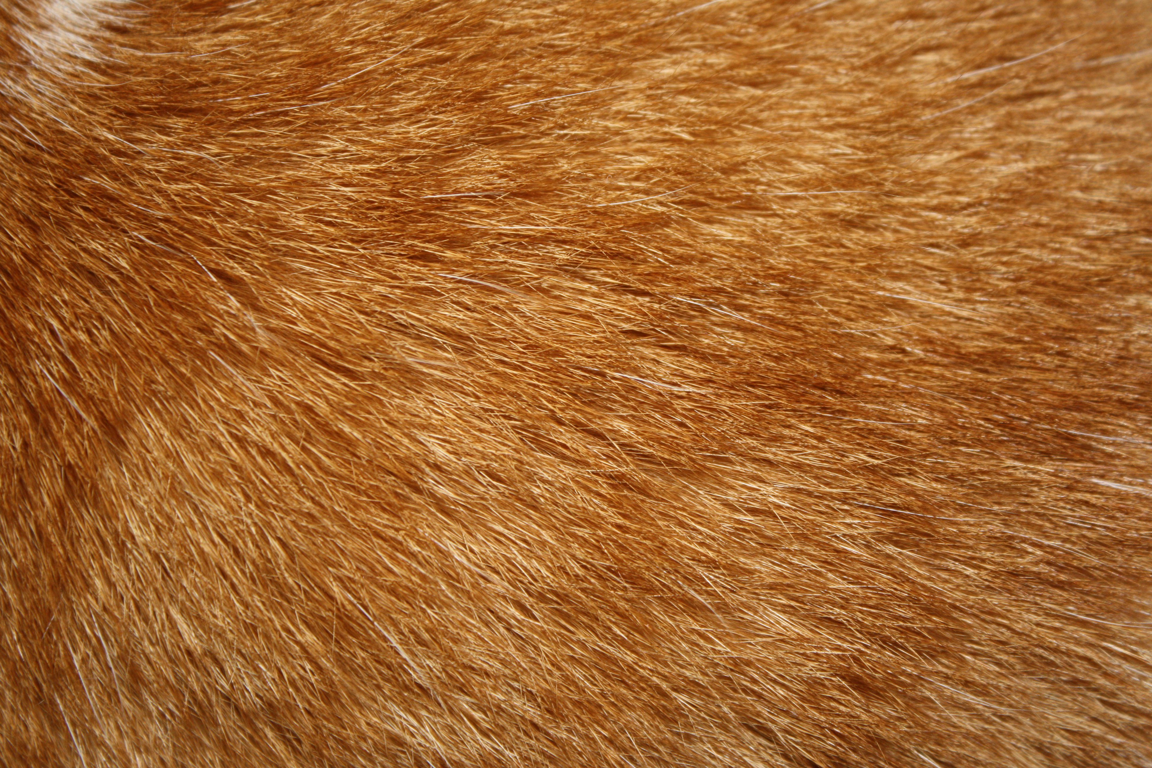pelliccia arancione texture, 3888x2592 4K, Desktop 4K