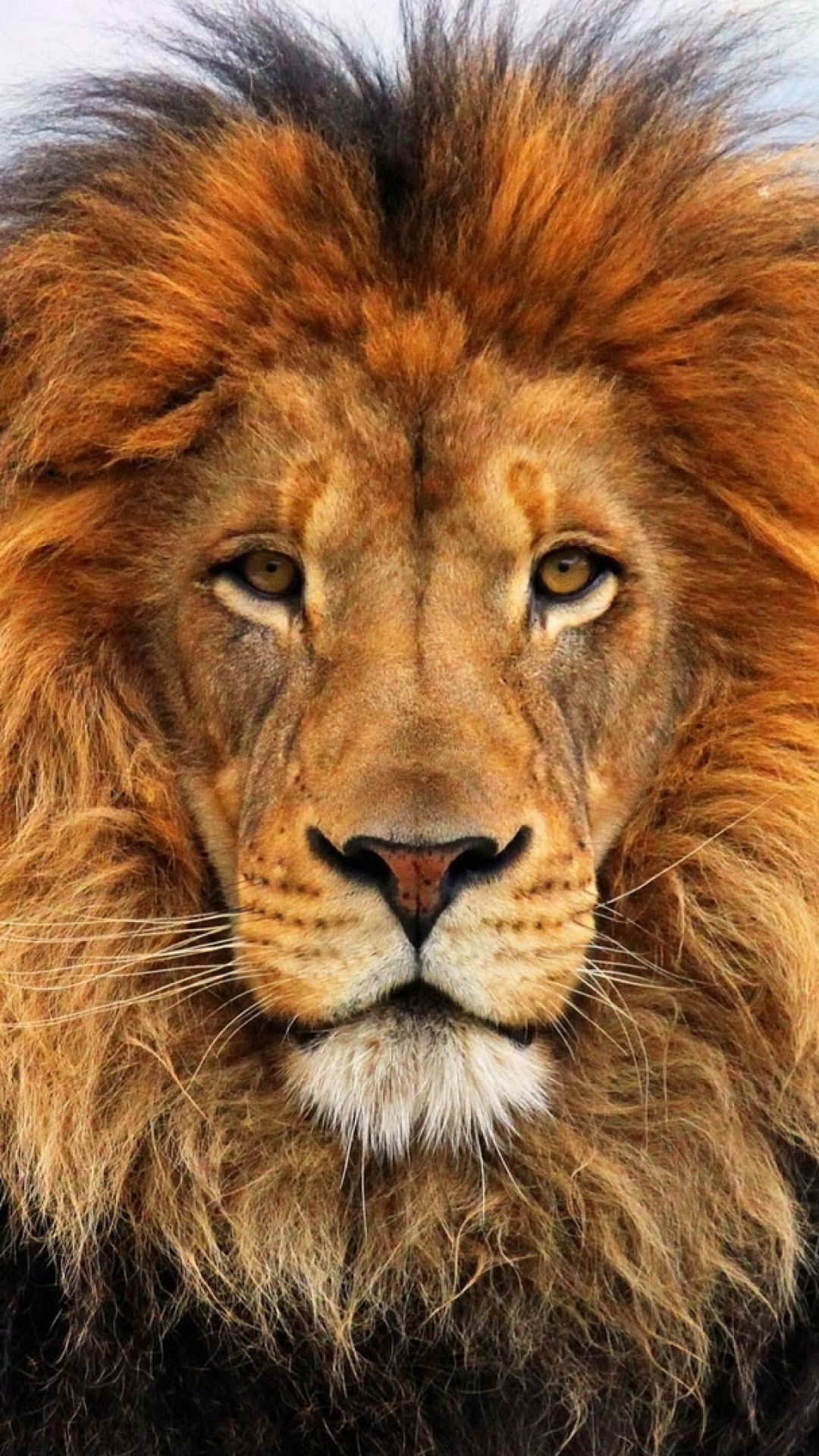 Volto di leone con criniera, 1080x1920 Verticale, Mobile