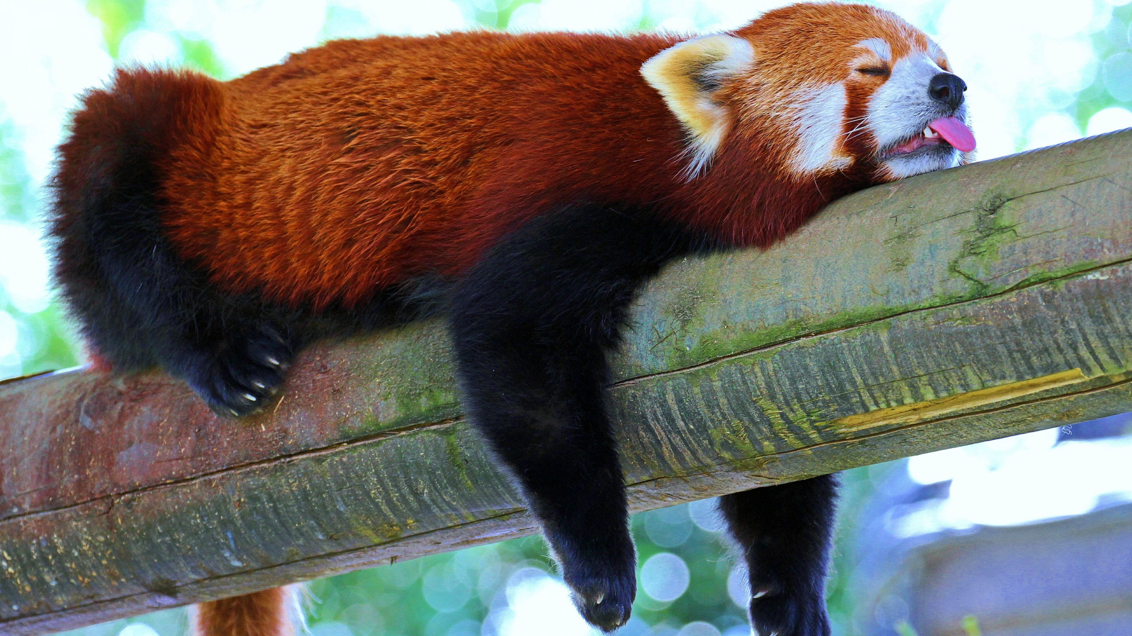 Panda rosso sdraiato su tronco, 3840x2160 4K Ultra HD, Monitor 4K