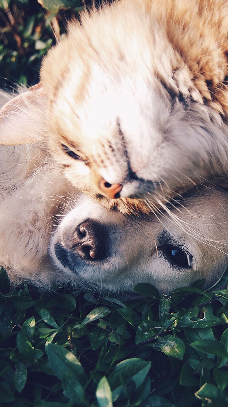 Gatto e cane abbracciati, 750x1334 Full HD Verticale, iPhone