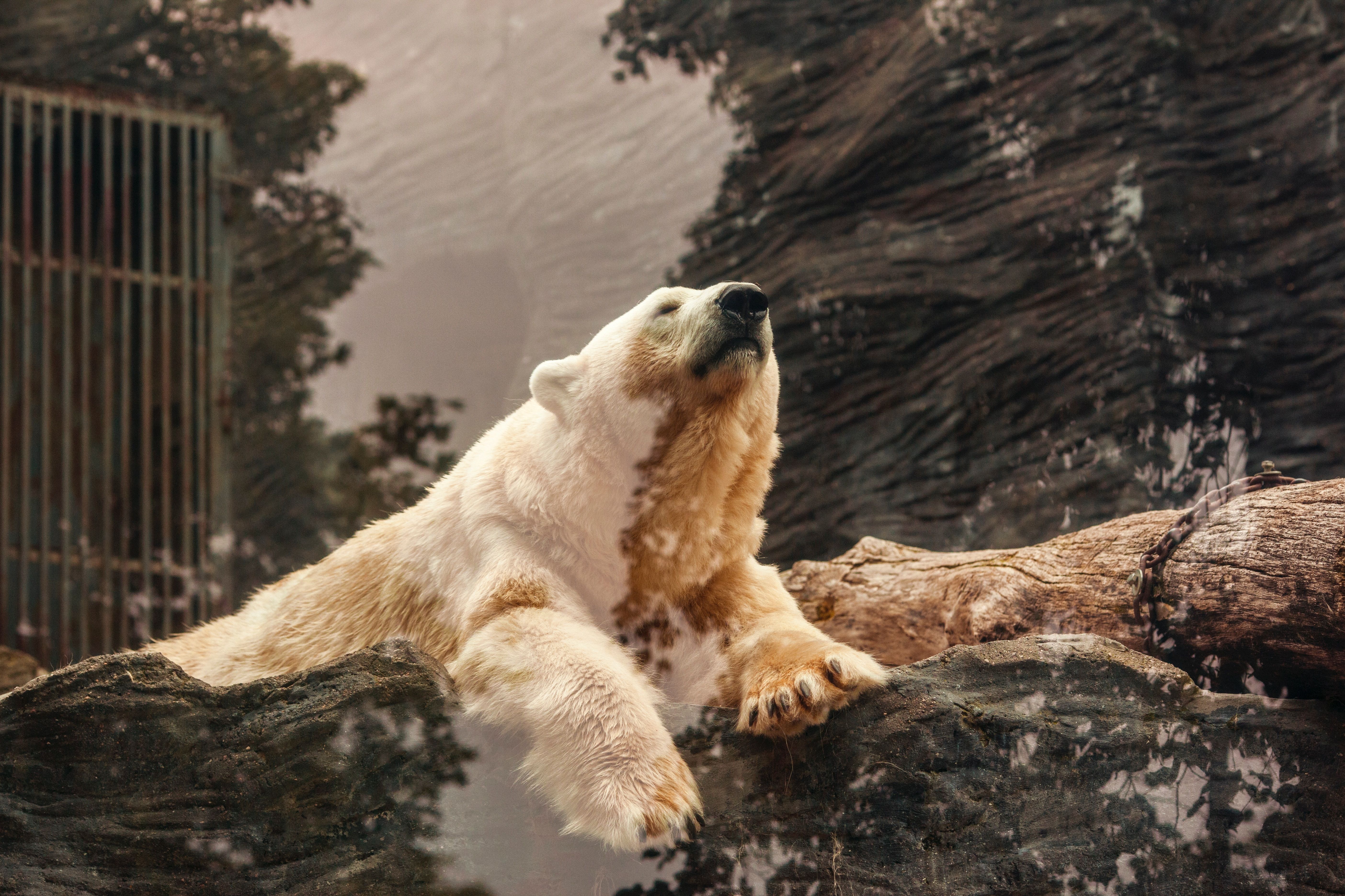 Orso polare su tronco, 5616x3744 4K Ultra HD, Monitor 4K