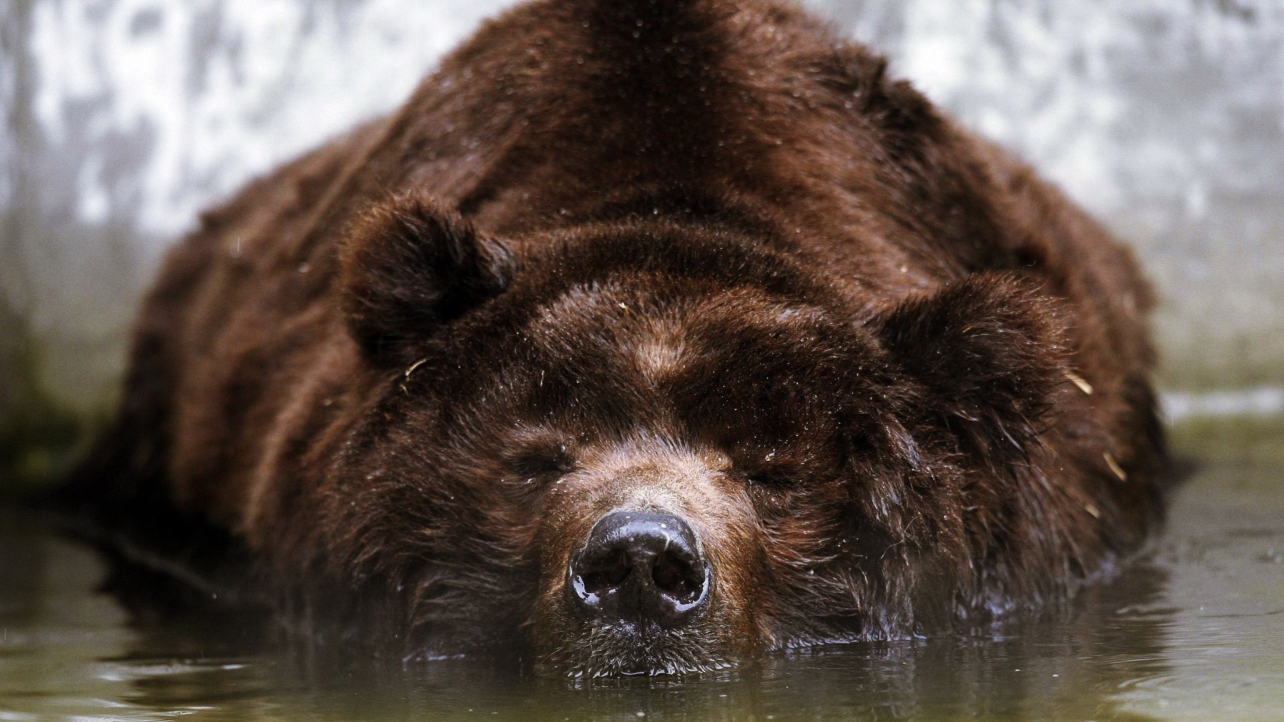 Orso bruno nell'acqua, 2560x1440 2K, Desktop