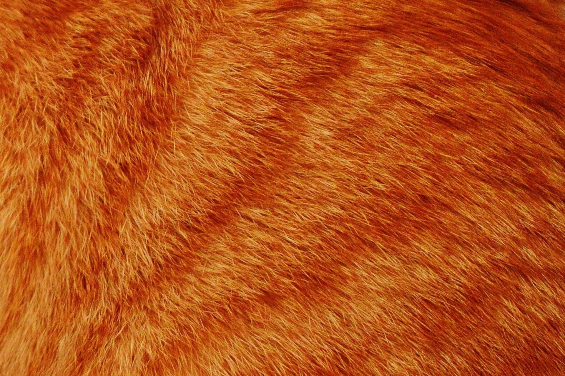 Pelliccia di gatto arancione, 1920x1280 WUXGA, iMac