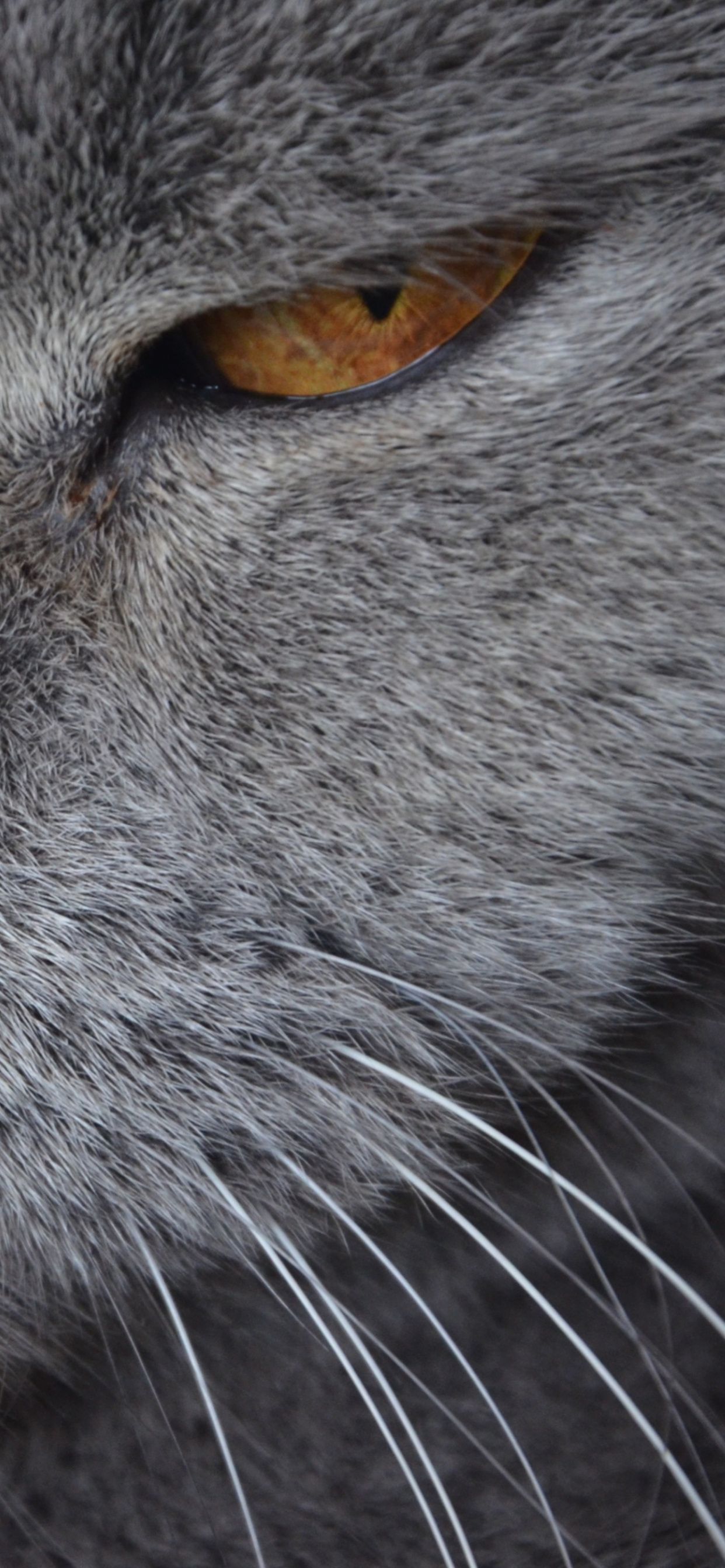 Gatto British Shorthair grigio primo piano, 1242x2688 Full HD Verticale, iPhone