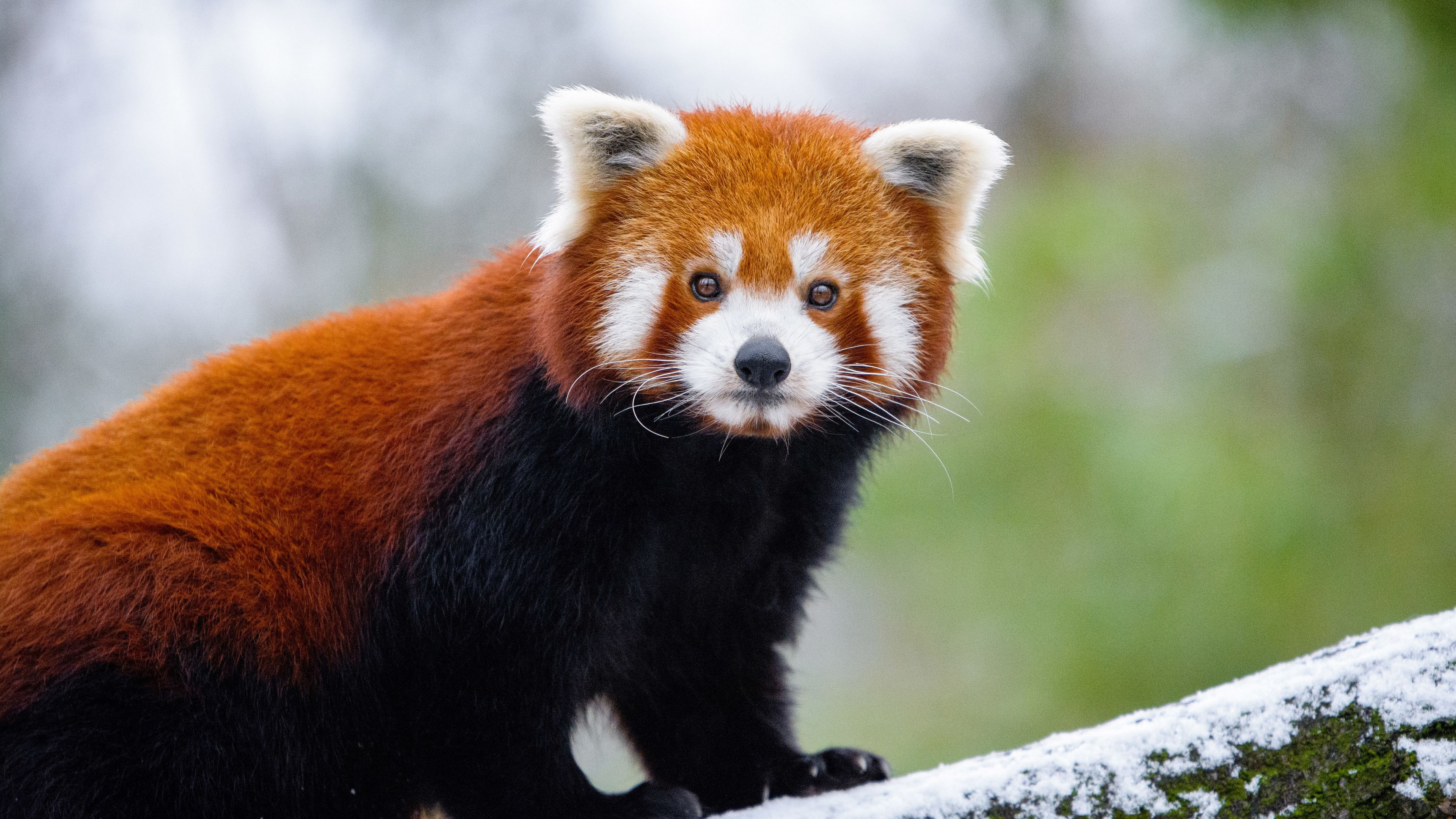 Panda rosso su ramo, 3840x2160 Ultra HD, 4K TV