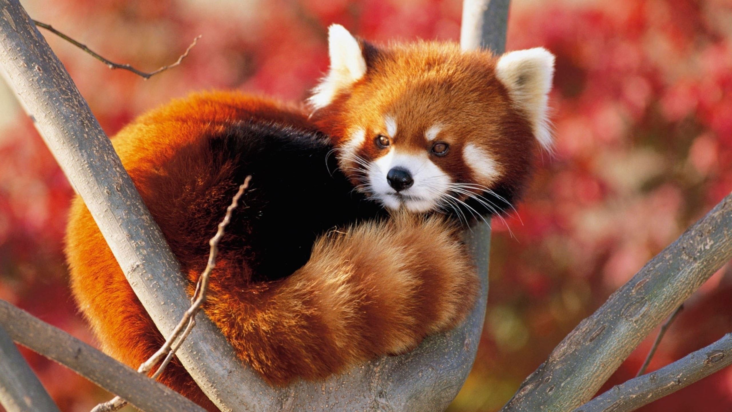 Panda rosso su ramo, 2560x1440 1440p, Desktop