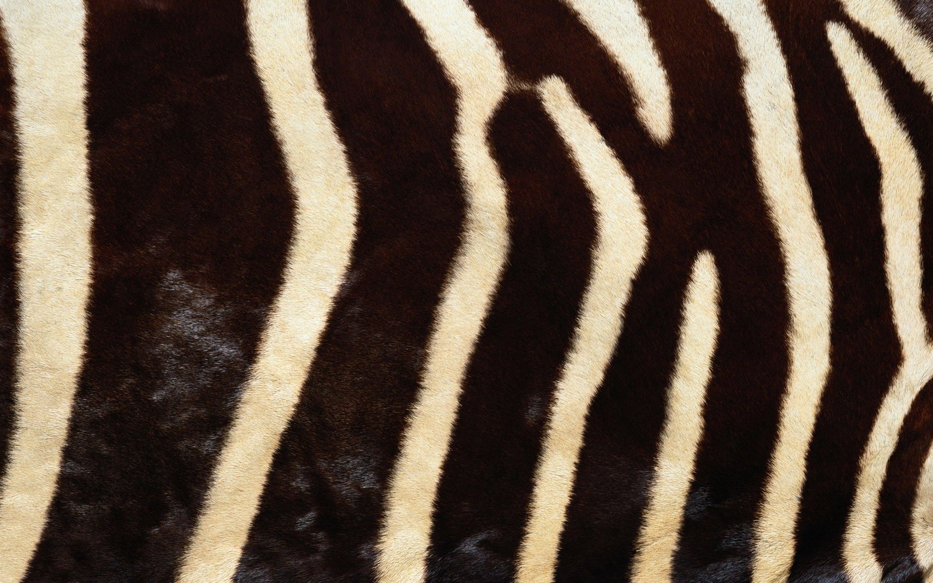 Pelliccia strisce zebra, 1920x1200 WUXGA, iMac