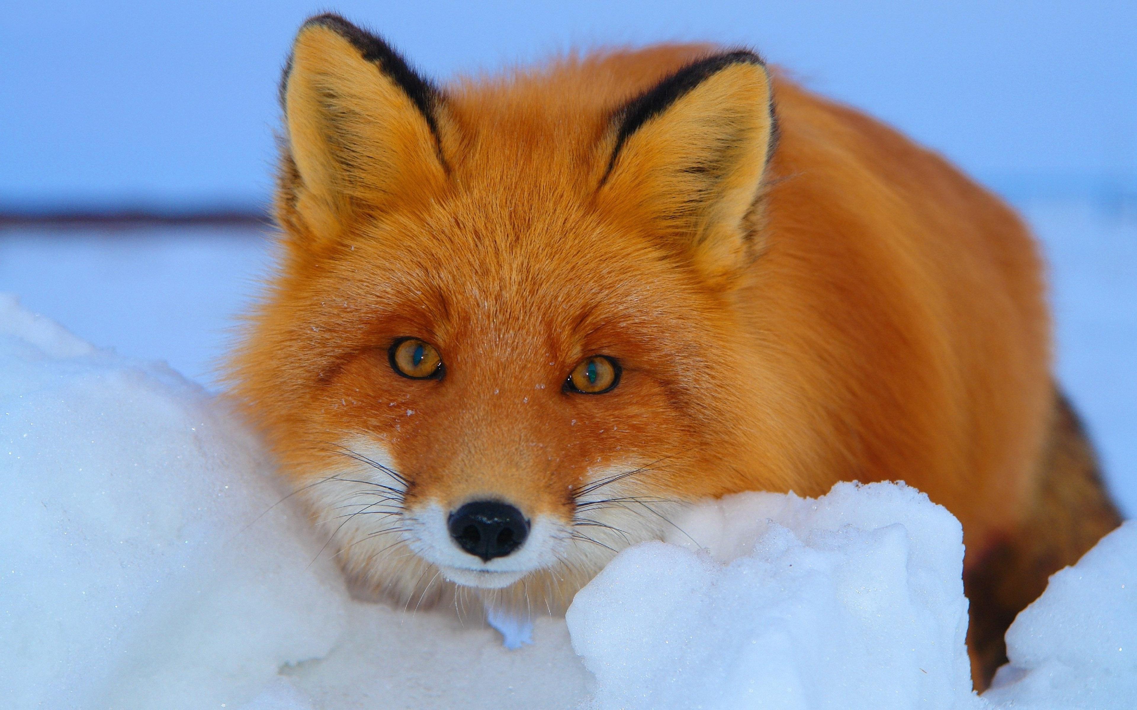 Volpe rossa nella neve, 3840x2400 Ultra HD, 4K TV