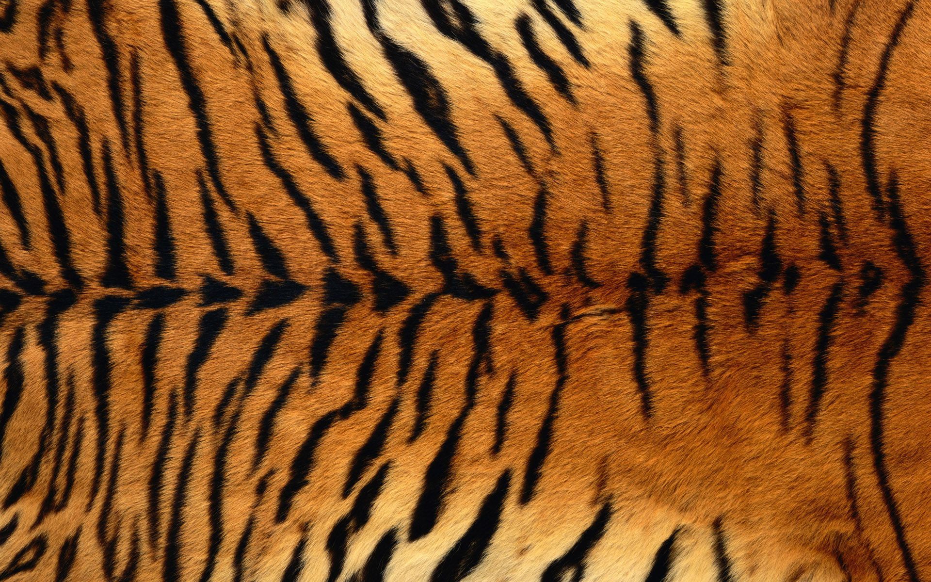 Pelliccia tigre a strisce, 1920x1200 Full HD+, Desktop