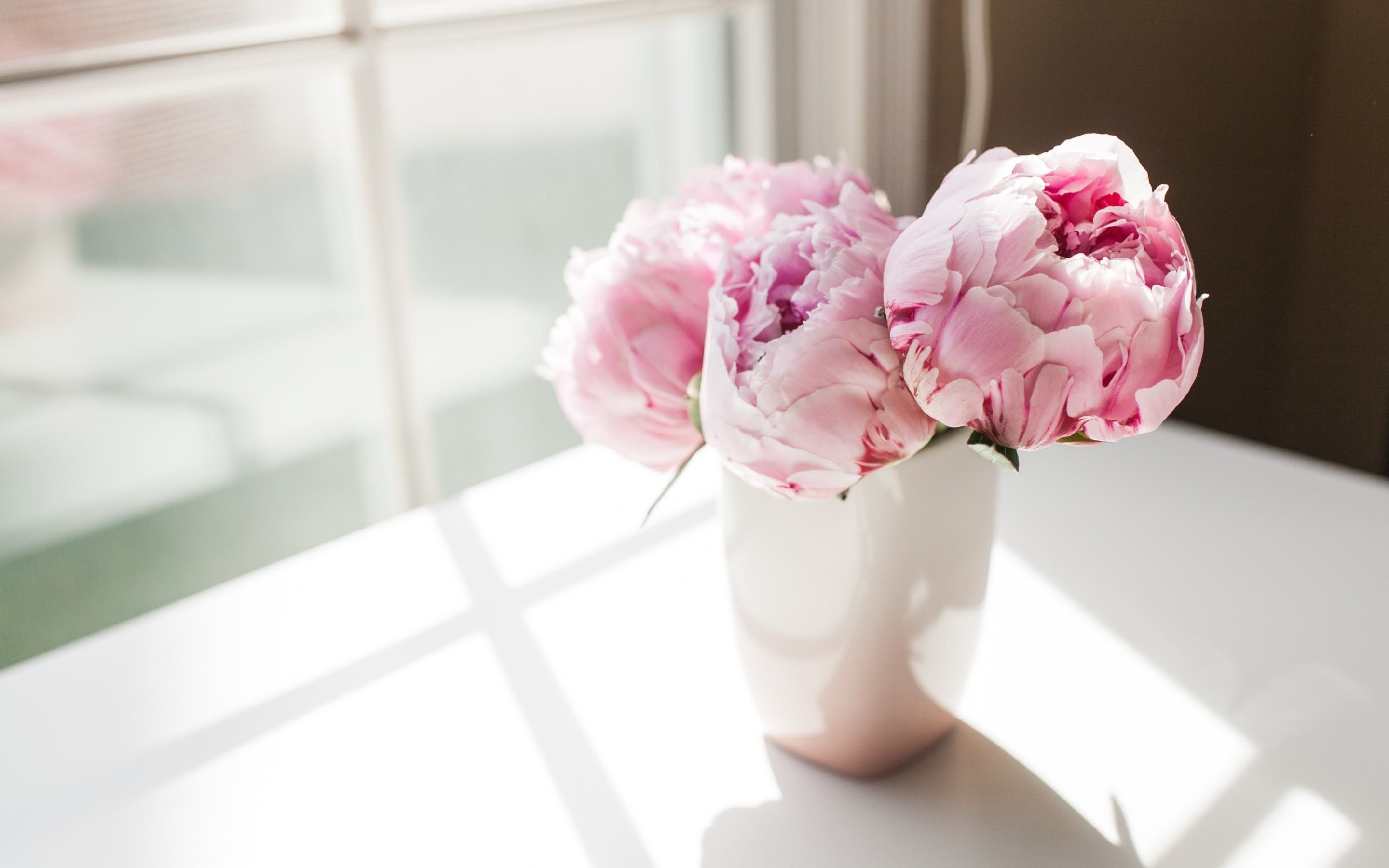Peonie rosa in vaso bianco, 2880x1800 2K, PC