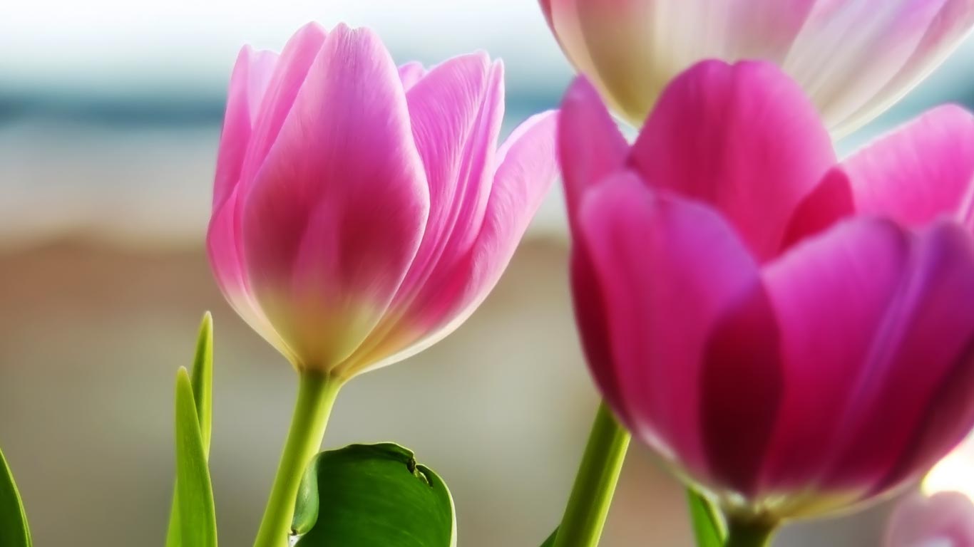 Tulipani rosa in fiore, 1366x768 720p, Dell XPS