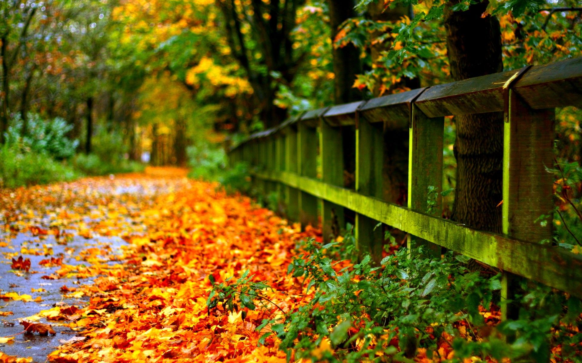 Sentiero autunnale con recinto in legno, 1920x1200 WUXGA, Ultrabook