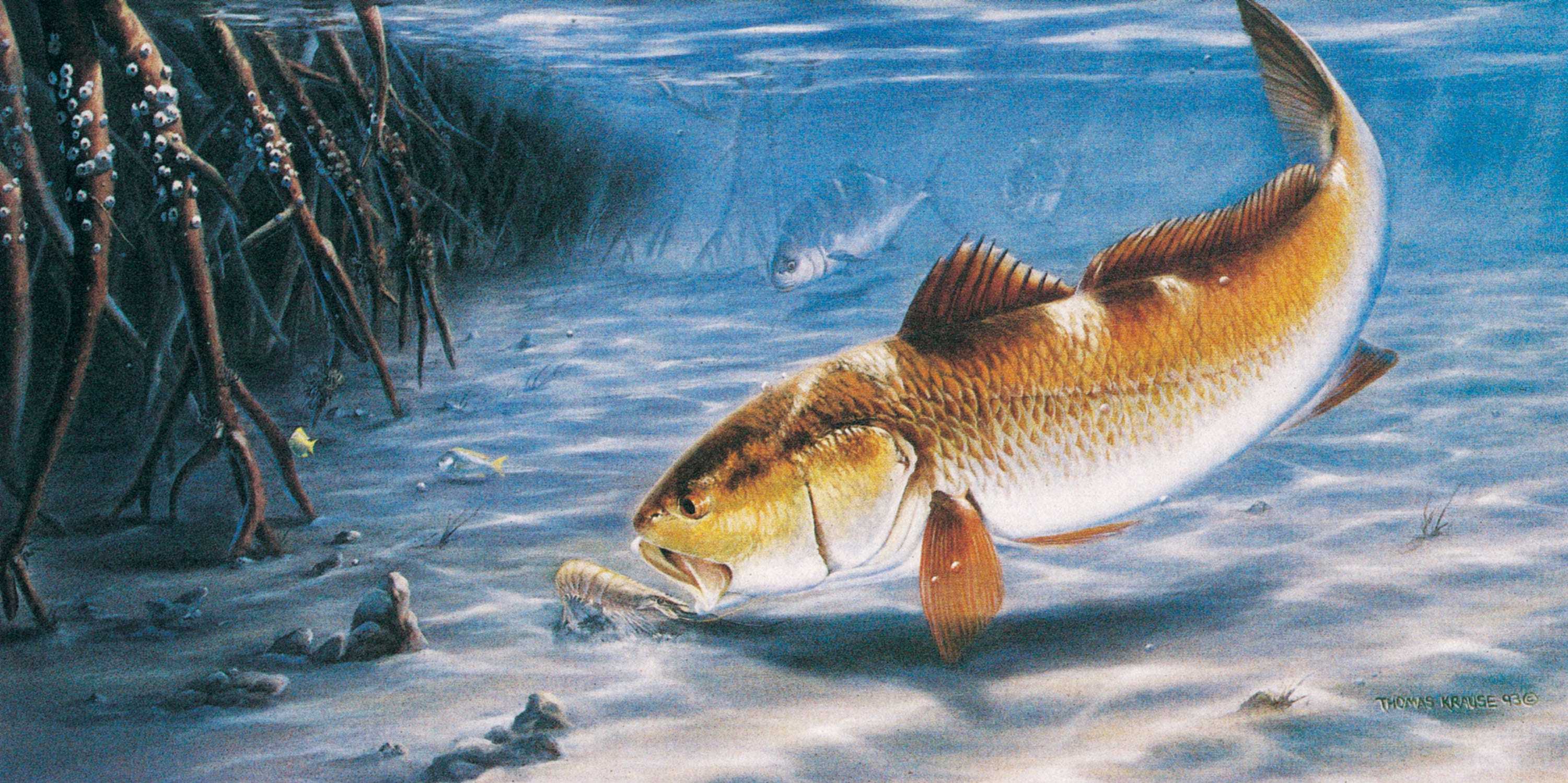 Pesce sott'acqua vicino mangrovie, 3001x1500 2K QHD, PC
