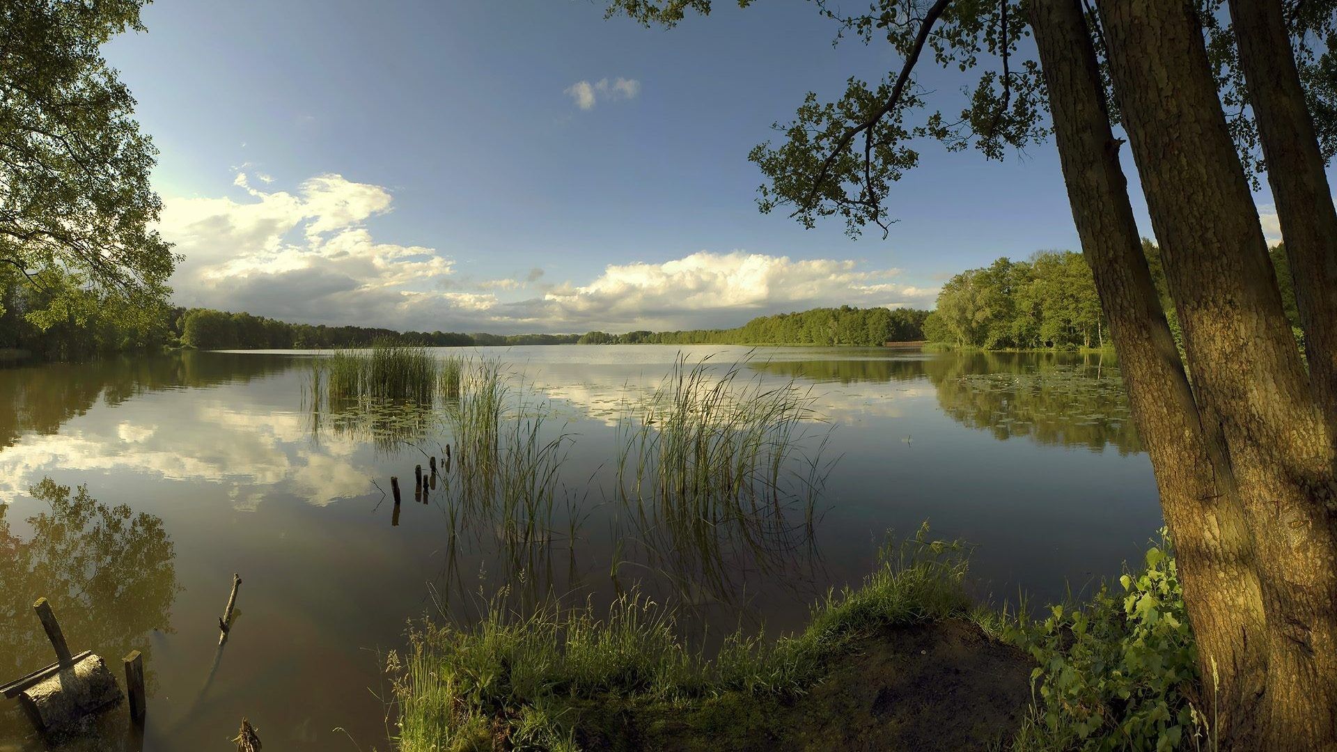 Lago tranquillo con alberi, 1920x1080 Full HD, PC