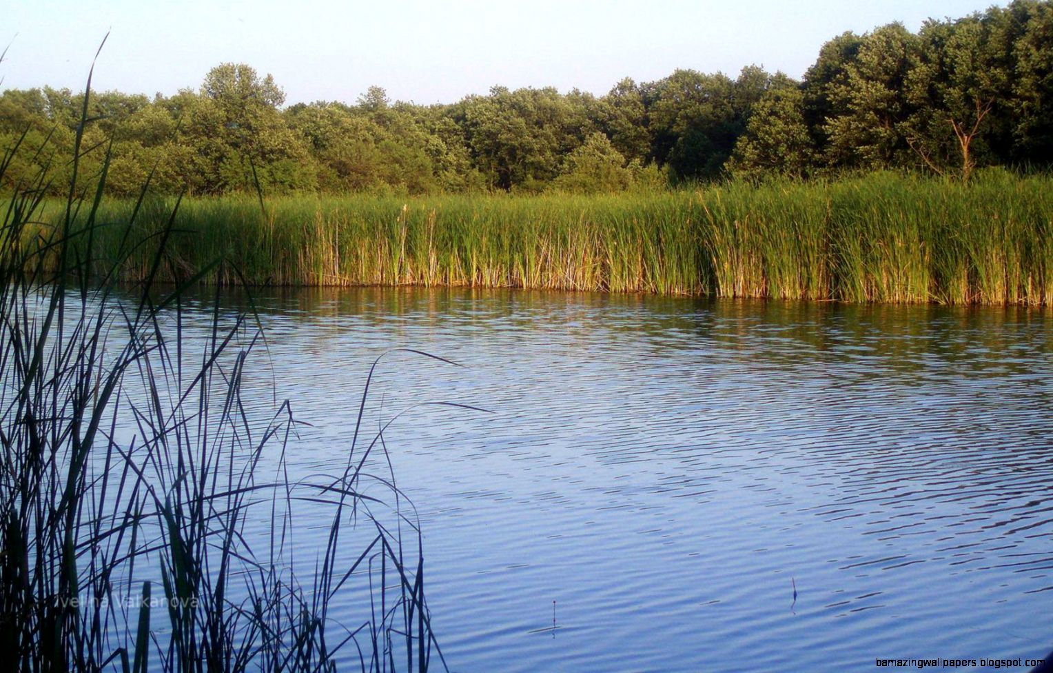 Lago con canne e alberi, 1528x976 720p, Acer Nitro